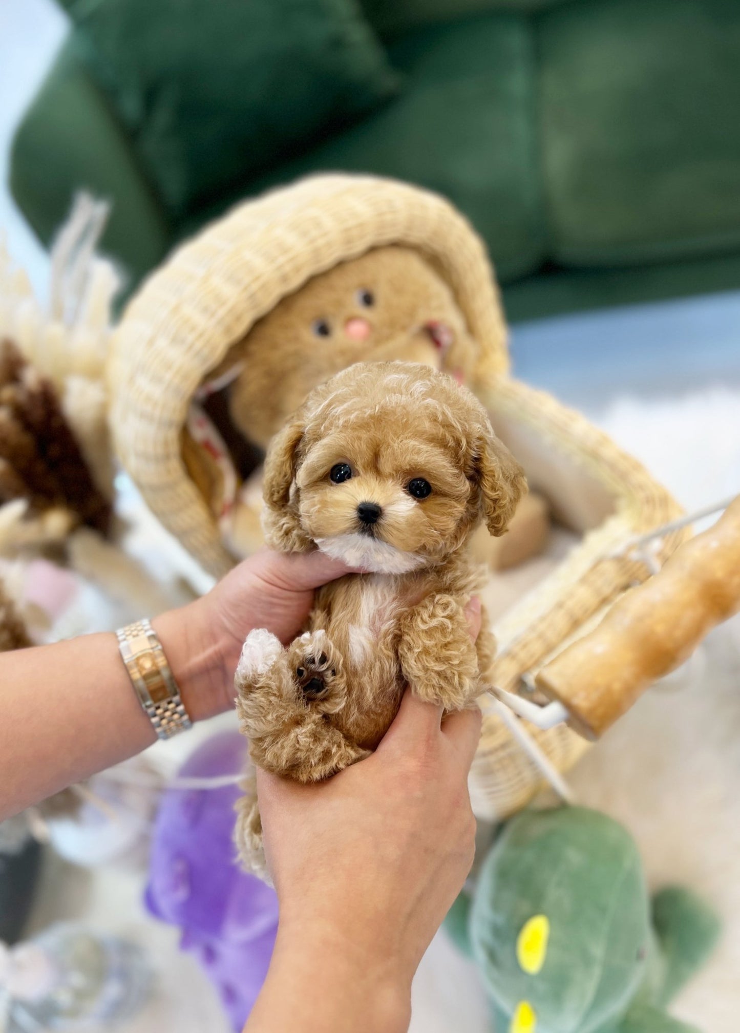 Maltipoo - Luna(Female) - Beautiful puppy teacup puppy with adorable features available for adoption from Velydog