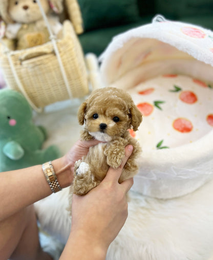 Maltipoo - Luna(Female) - Beautiful puppy teacup puppy with adorable features available for adoption from Velydog