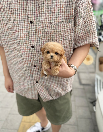 Maltipoo - Macy(Male) - Beautiful puppy teacup puppy with adorable features available for adoption from Velydog