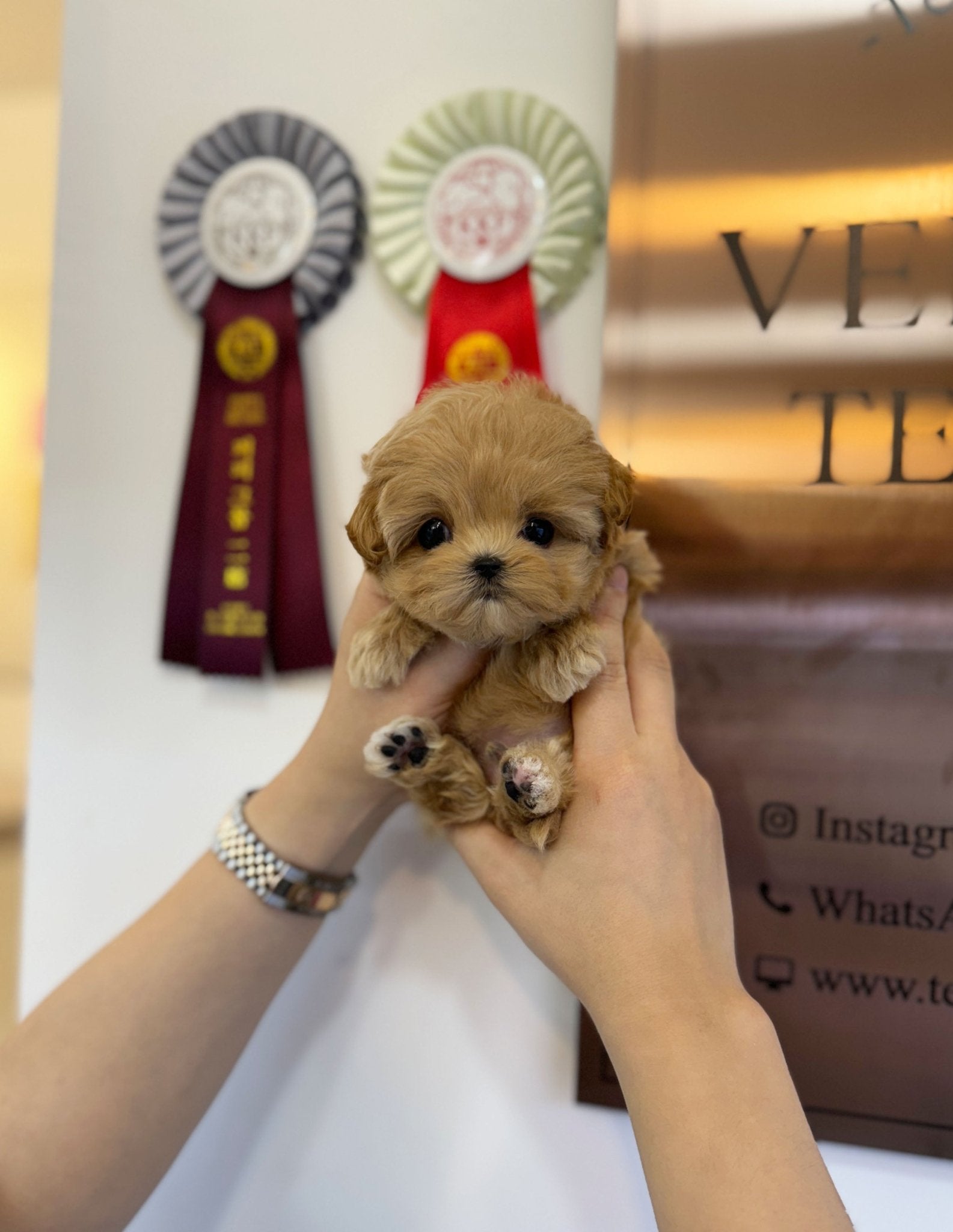 Maltipoo - Macy(Male) - Beautiful puppy teacup puppy with adorable features available for adoption from Velydog