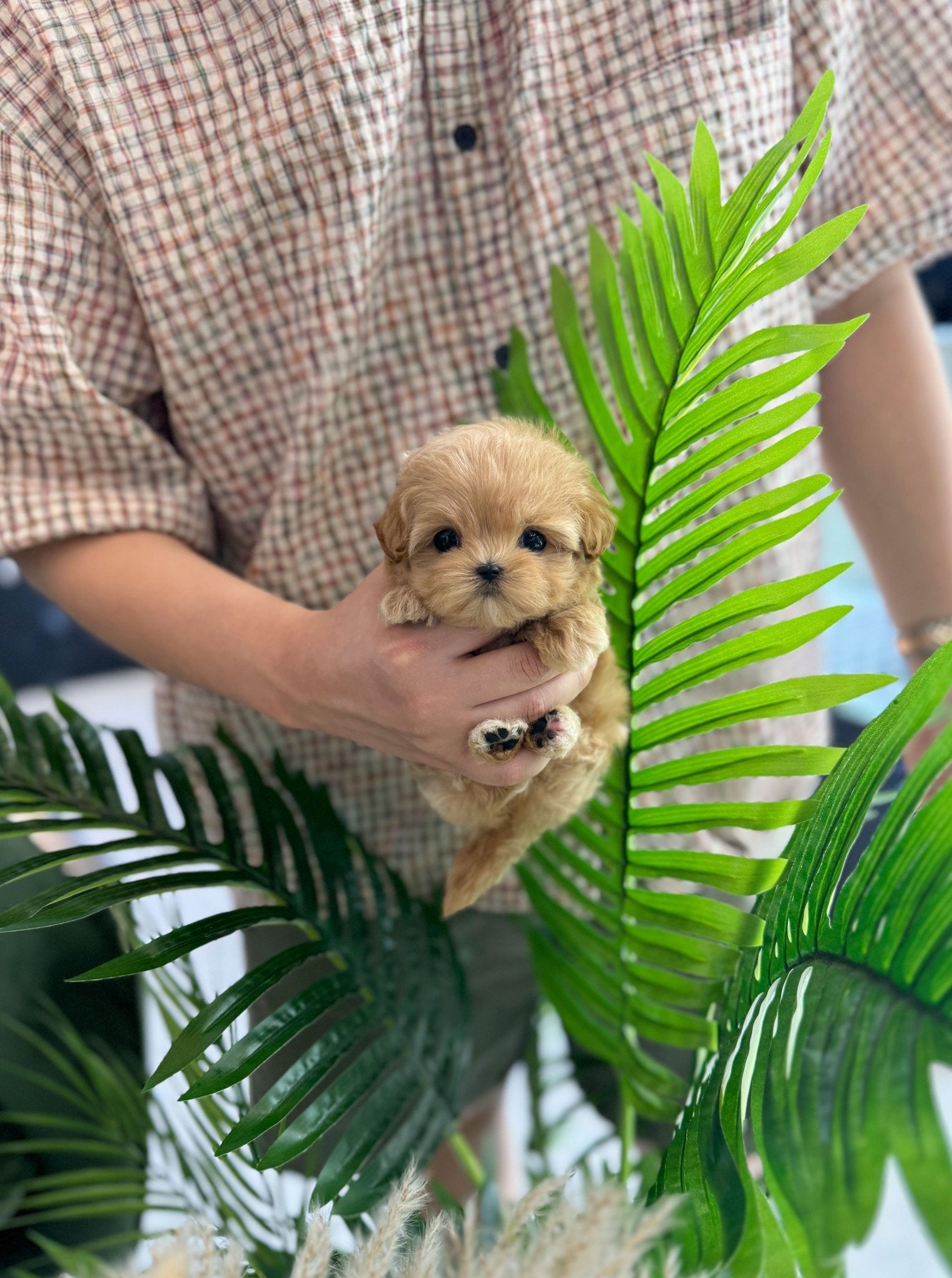 Maltipoo - Macy(Male) - Beautiful puppy teacup puppy with adorable features available for adoption from Velydog