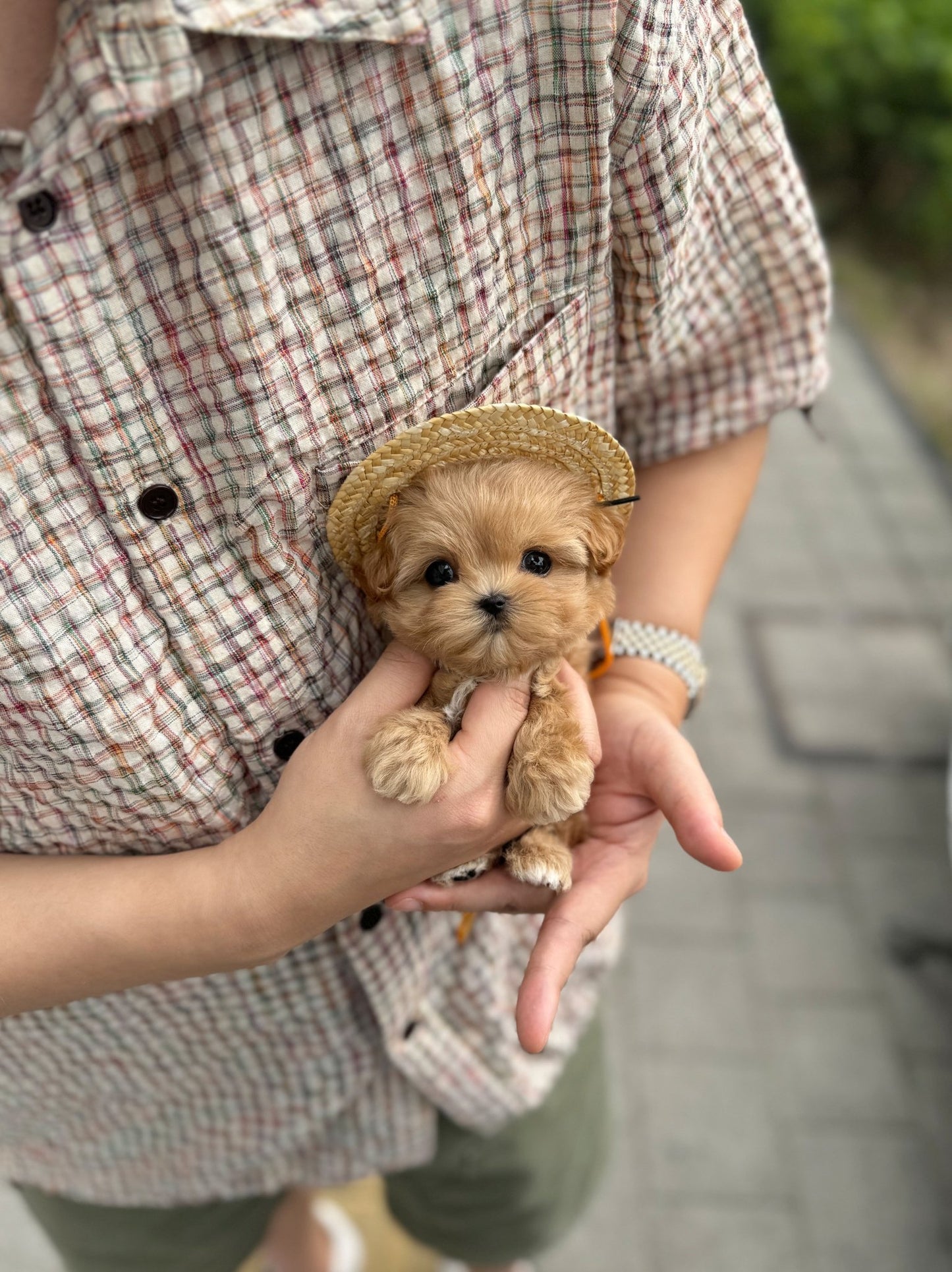 Maltipoo - Macy(Male) - Beautiful puppy teacup puppy with adorable features available for adoption from Velydog