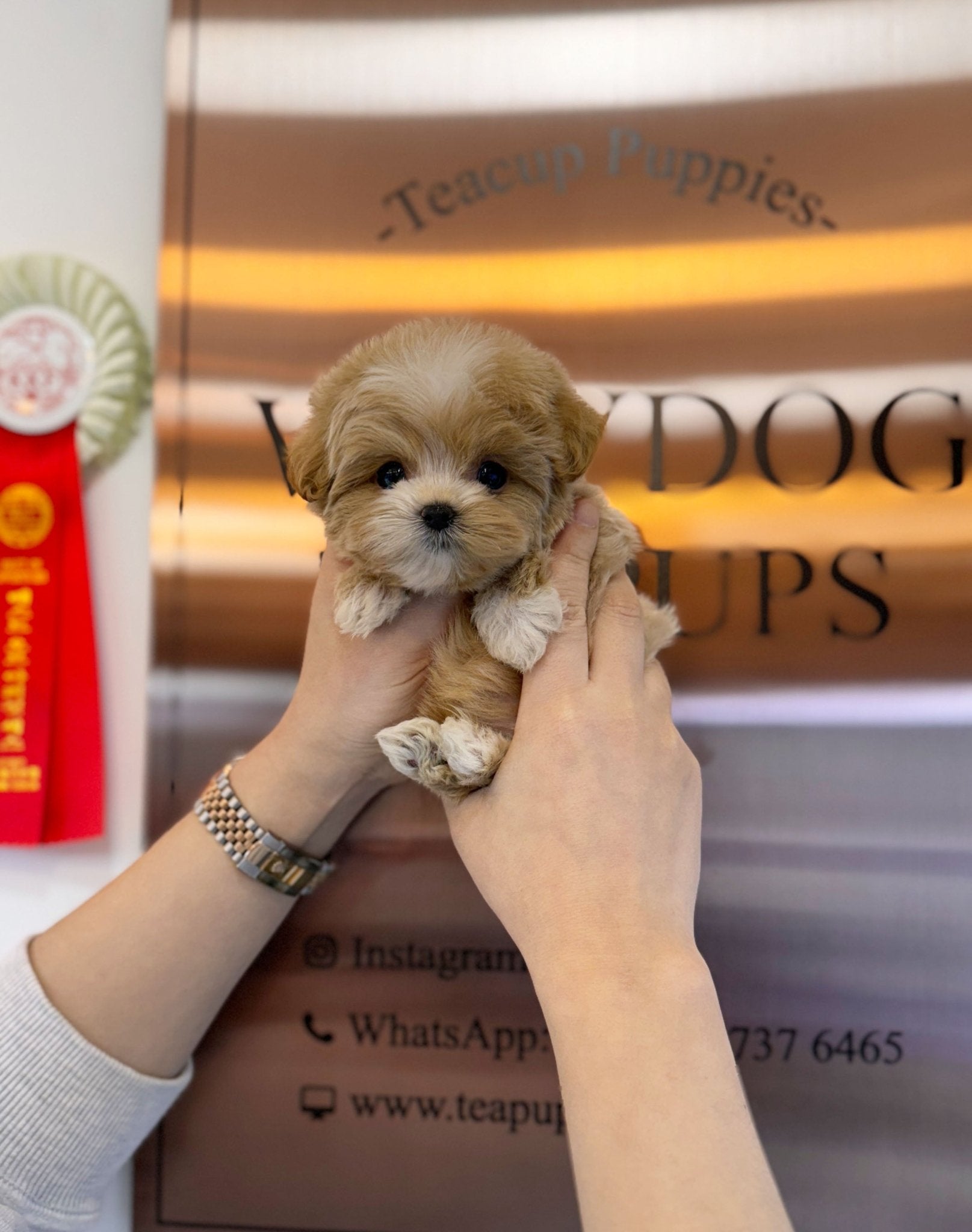 Maltipoo - Madison(Female) - Beautiful puppy teacup puppy with adorable features available for adoption from Velydog