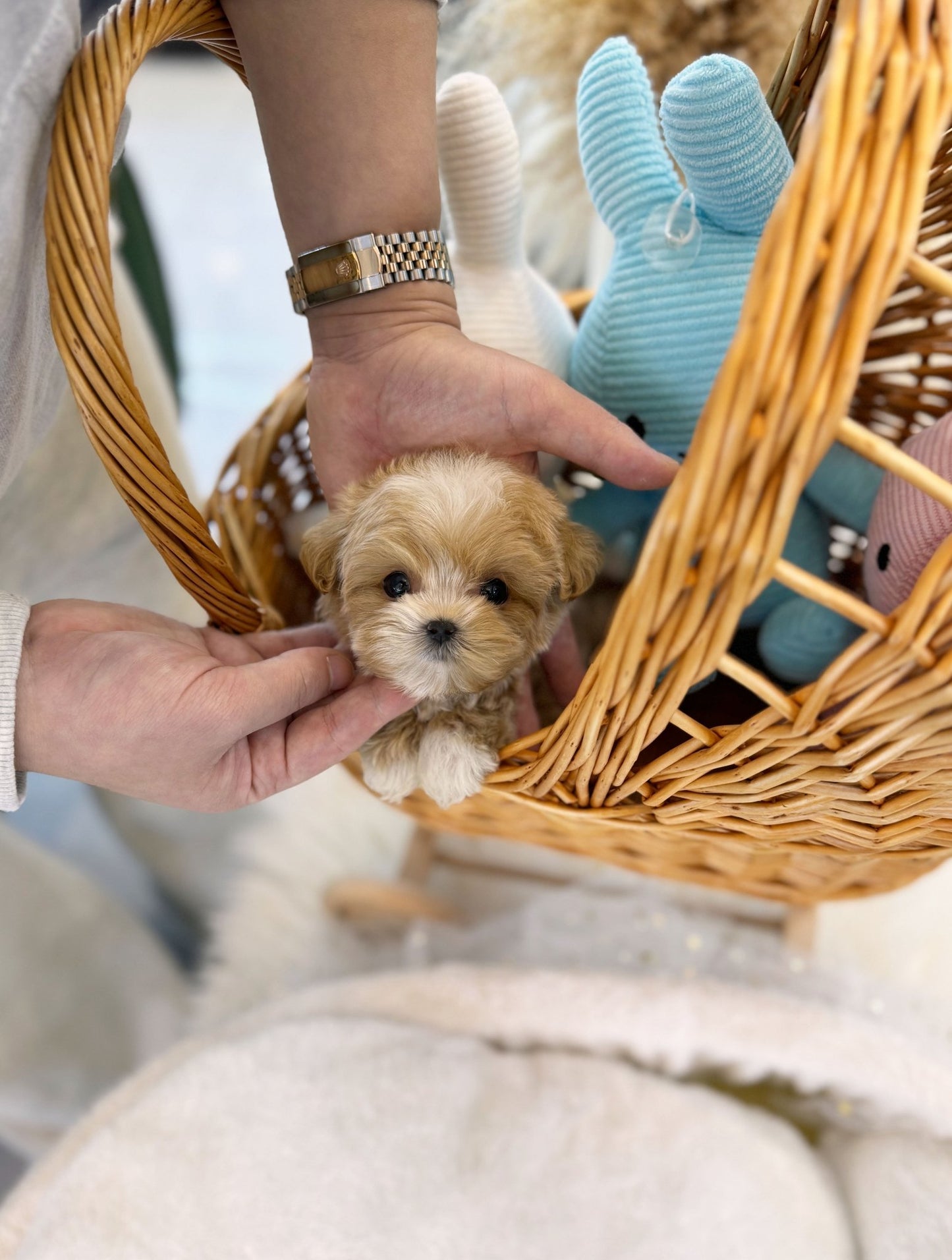 Maltipoo - Madison(Female) - Beautiful puppy teacup puppy with adorable features available for adoption from Velydog