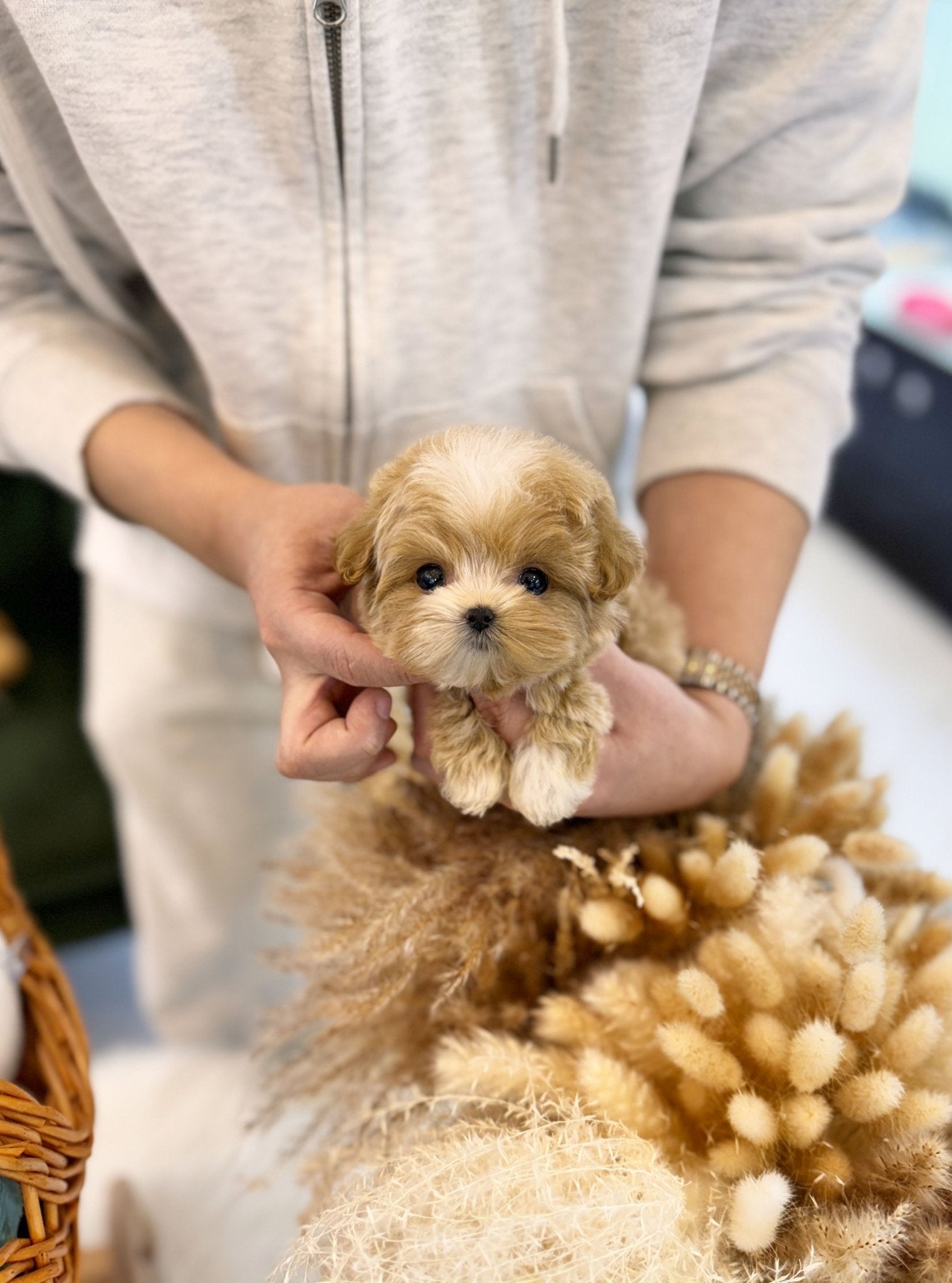 Maltipoo - Madison(Female) - Beautiful puppy teacup puppy with adorable features available for adoption from Velydog