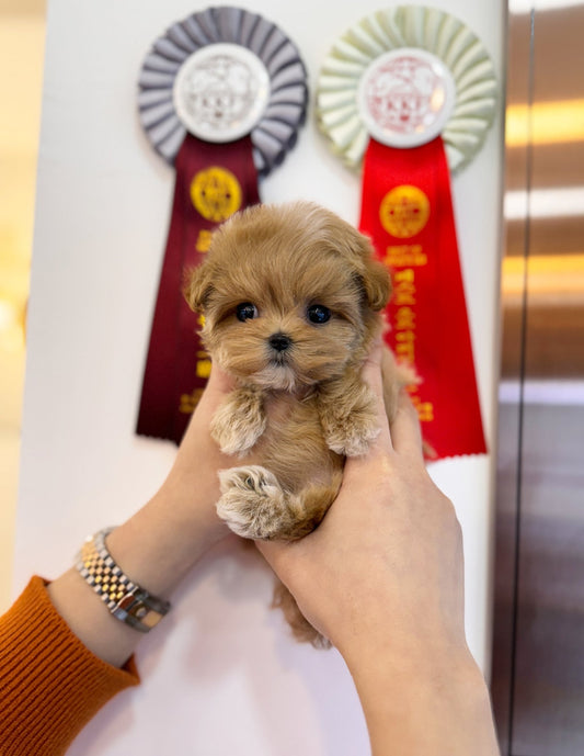 Maltipoo - Maeve(Female) - Beautiful puppy teacup puppy with adorable features available for adoption from Velydog