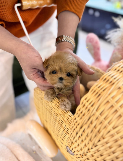 Maltipoo - Maeve(Female) - Beautiful puppy teacup puppy with adorable features available for adoption from Velydog