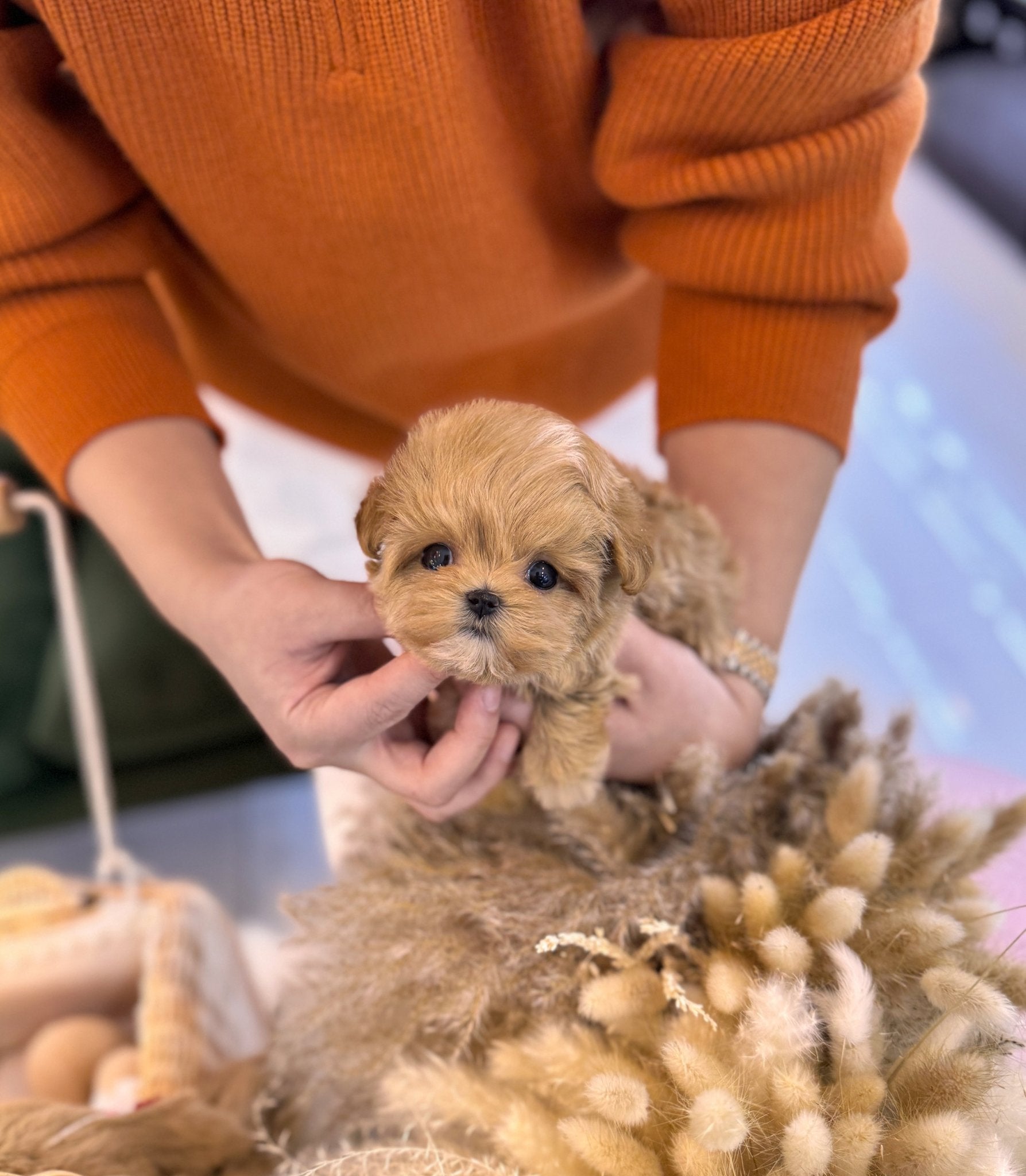 Maltipoo - Maeve(Female) - Beautiful puppy teacup puppy with adorable features available for adoption from Velydog