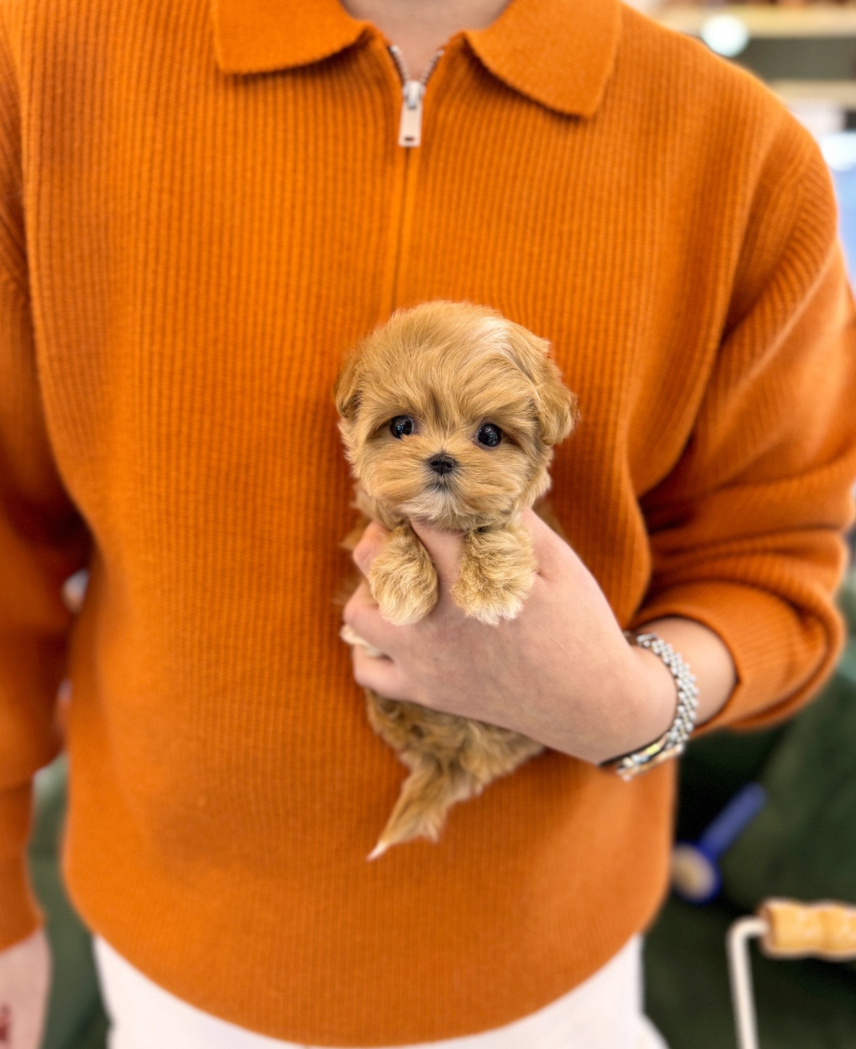 Maltipoo - Maeve(Female) - Beautiful puppy teacup puppy with adorable features available for adoption from Velydog