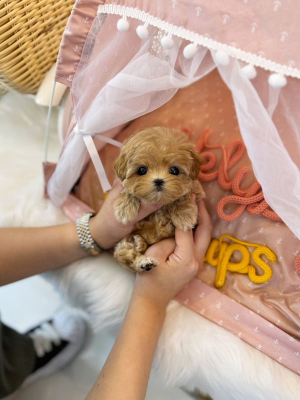 Maltipoo - Maggie(Female) - Beautiful puppy teacup puppy with adorable features available for adoption from Velydog