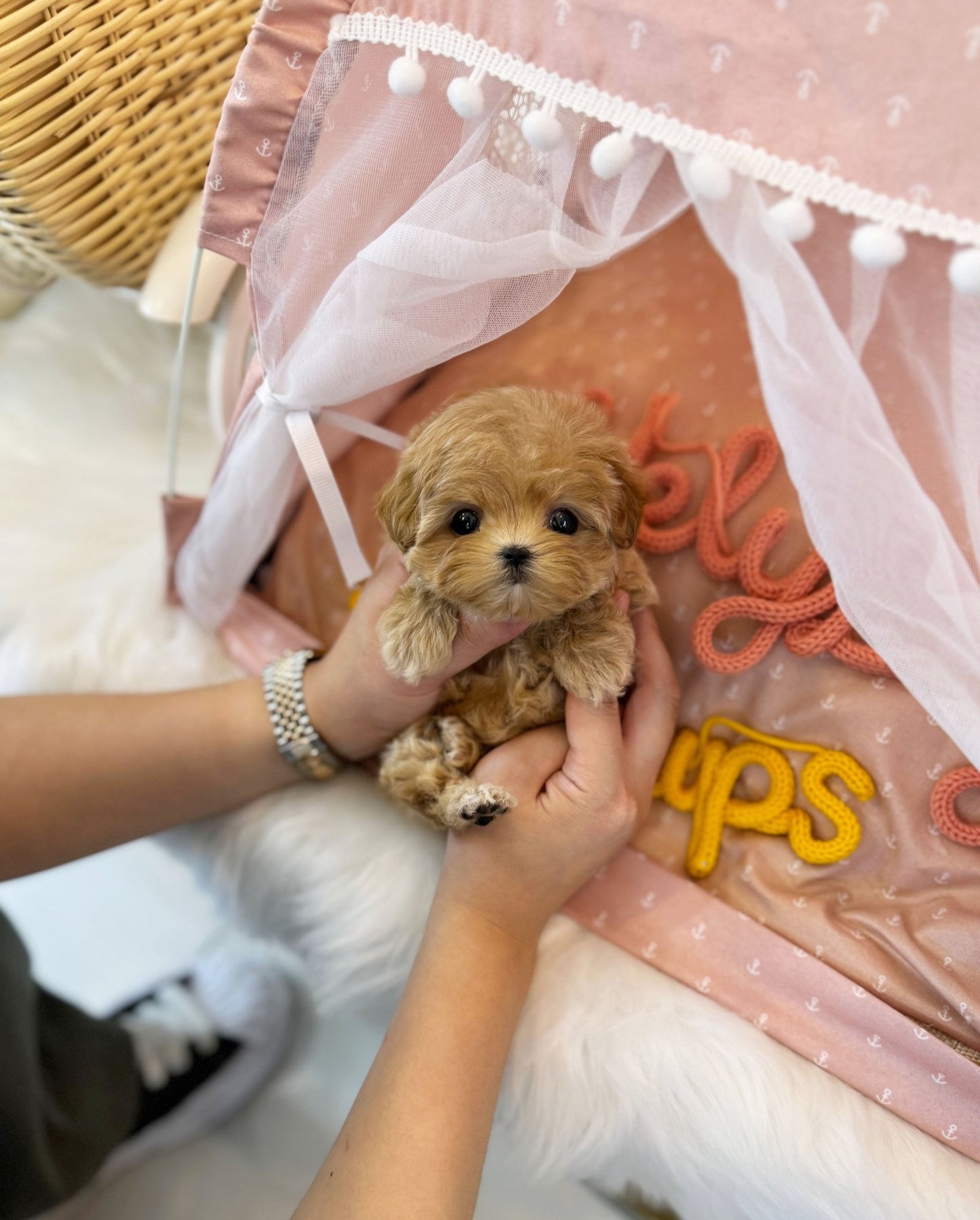 Maltipoo - Maggie(Female) - Beautiful puppy teacup puppy with adorable features available for adoption from Velydog