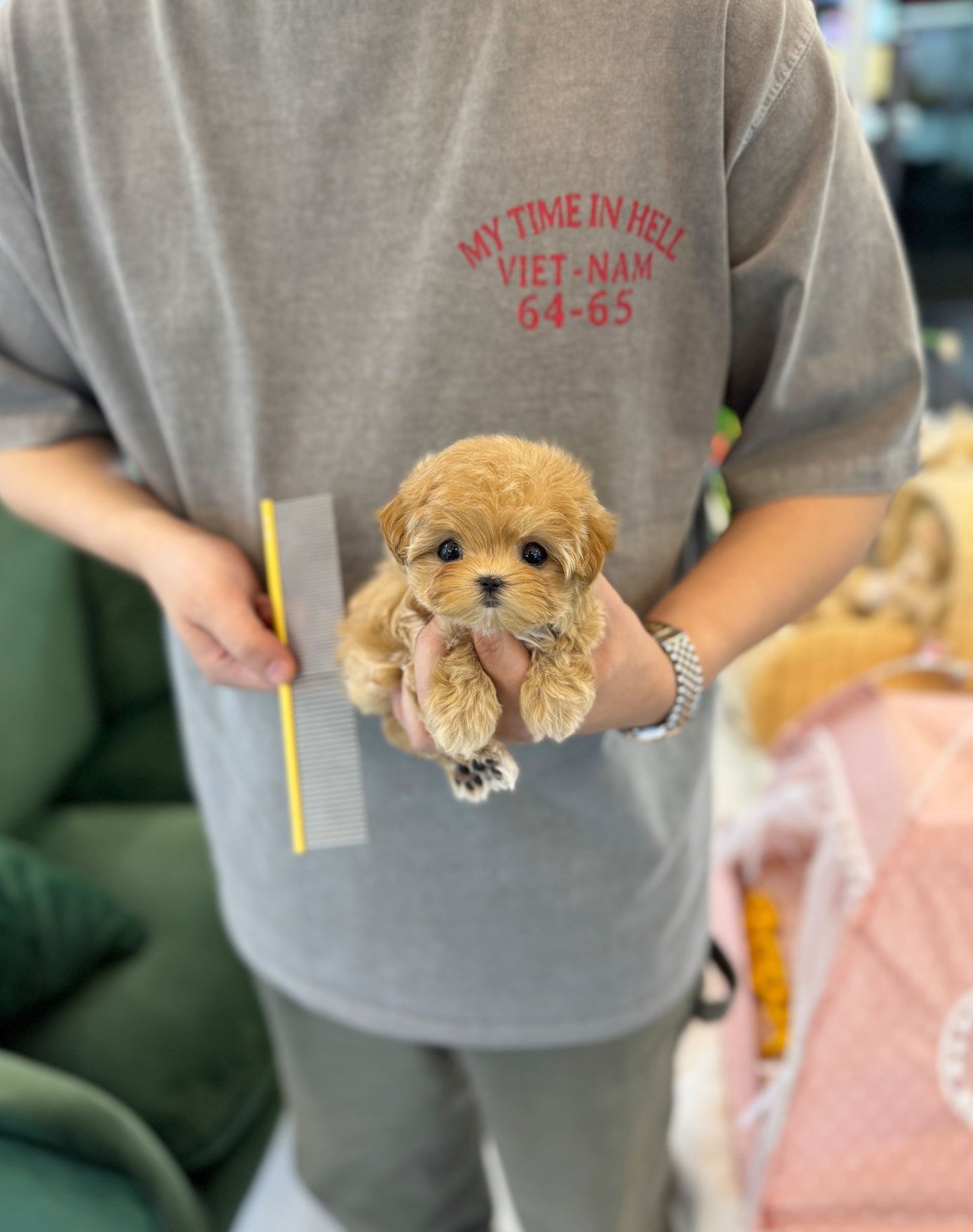 Maltipoo - Maggie(Female) - Beautiful puppy teacup puppy with adorable features available for adoption from Velydog