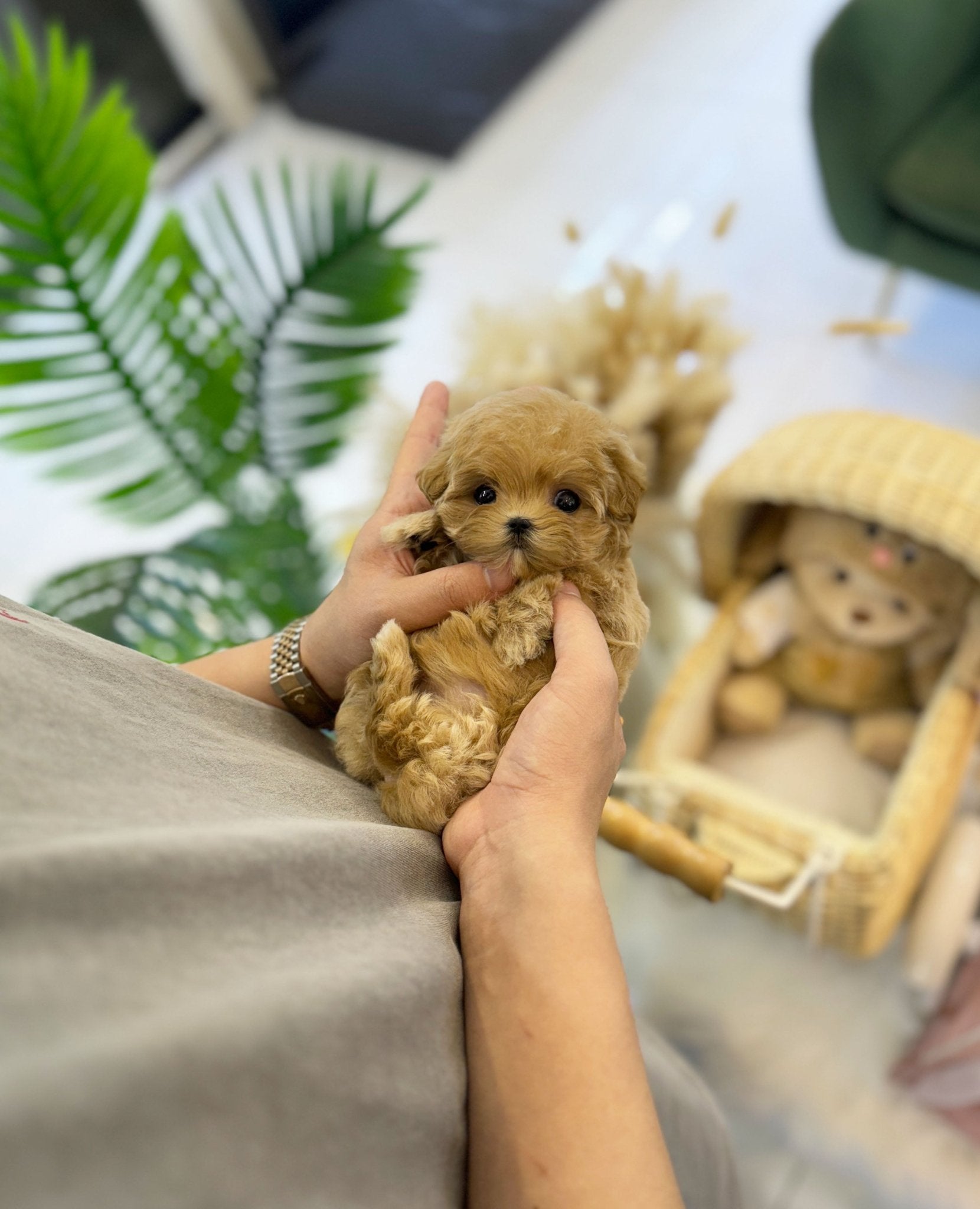 Maltipoo - Maggie(Female) - Beautiful puppy teacup puppy with adorable features available for adoption from Velydog