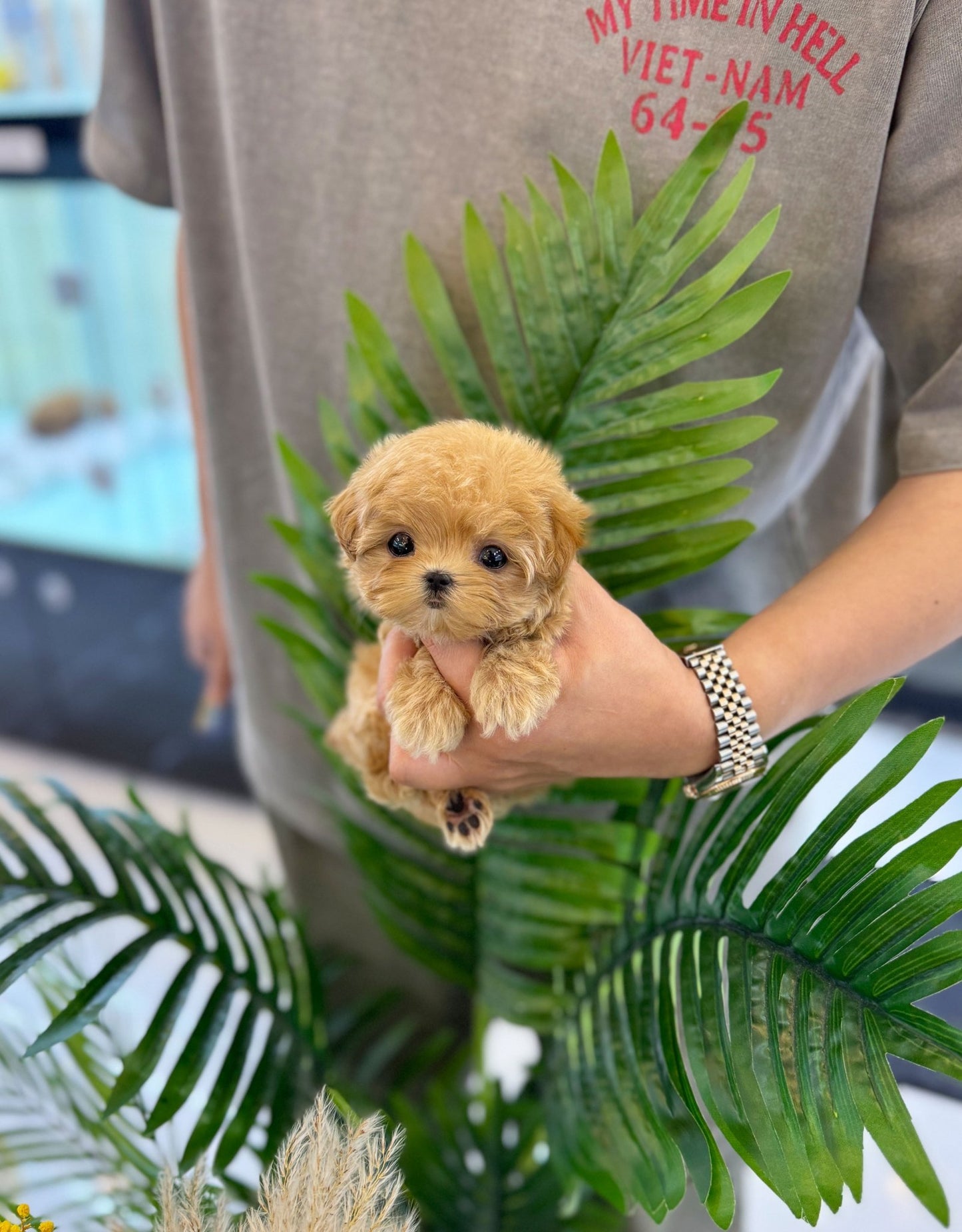 Maltipoo - Maggie(Female) - Beautiful puppy teacup puppy with adorable features available for adoption from Velydog