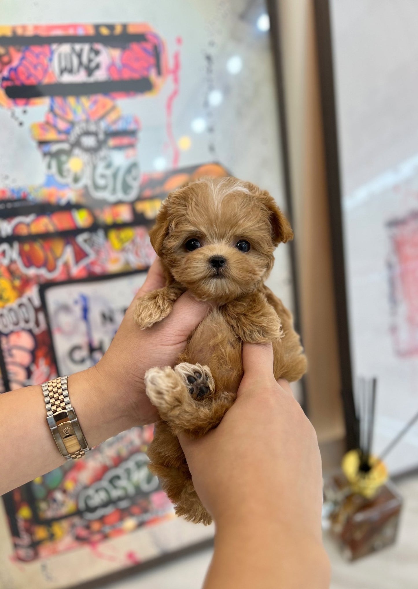 Maltipoo - Maki(Male) - Beautiful puppy teacup puppy with adorable features available for adoption from Velydog