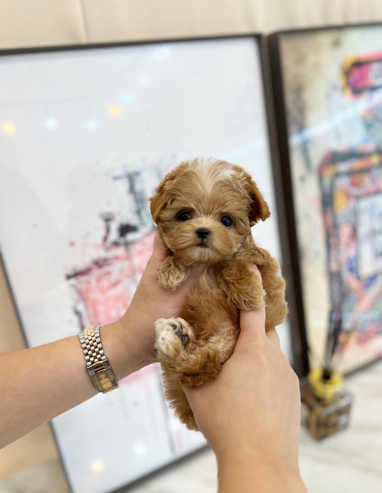 Maltipoo - Maki(Male) - Beautiful puppy teacup puppy with adorable features available for adoption from Velydog