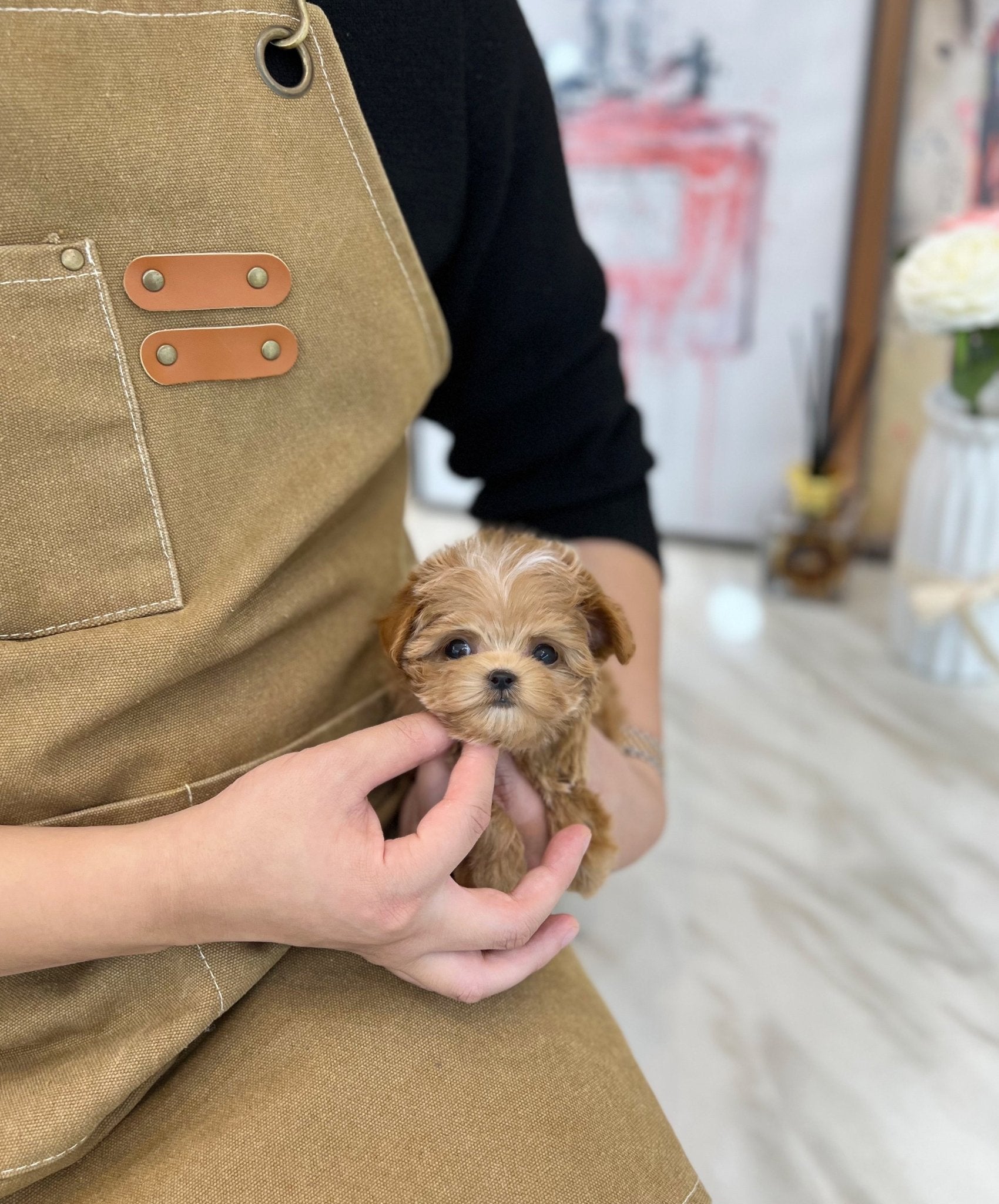 Maltipoo - Maki(Male) - Beautiful puppy teacup puppy with adorable features available for adoption from Velydog