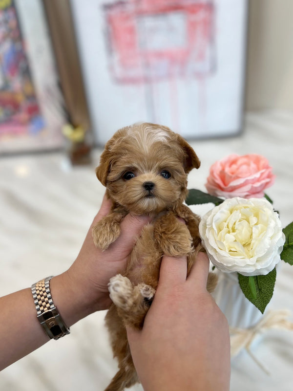 Maltipoo - Maki(Male) - Beautiful puppy teacup puppy with adorable features available for adoption from Velydog