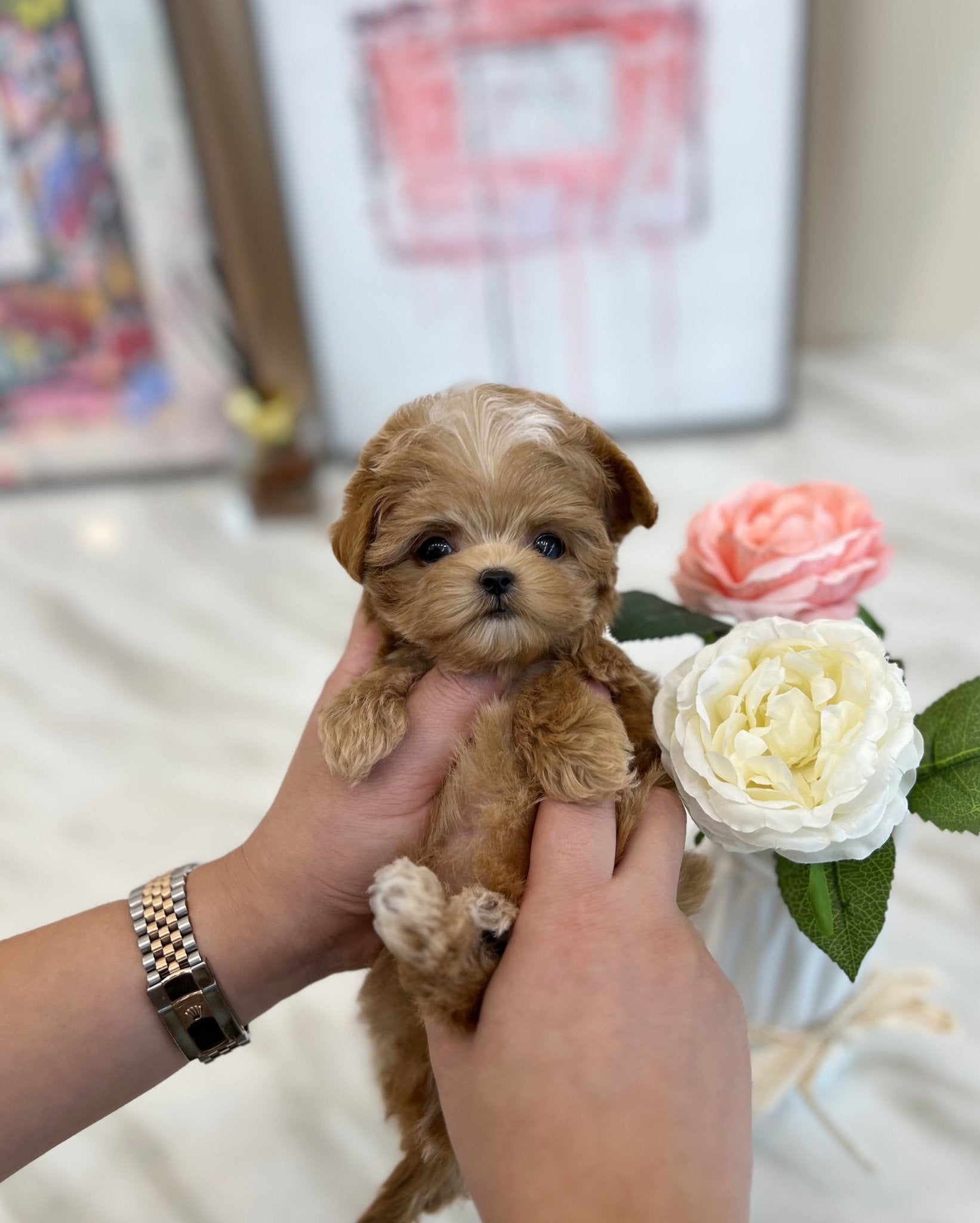 Maltipoo - Maki(Male) - Beautiful puppy teacup puppy with adorable features available for adoption from Velydog