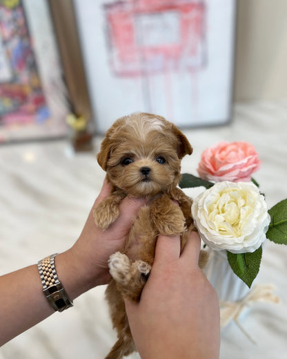 Maltipoo - Maki(Male) - Beautiful puppy teacup puppy with adorable features available for adoption from Velydog