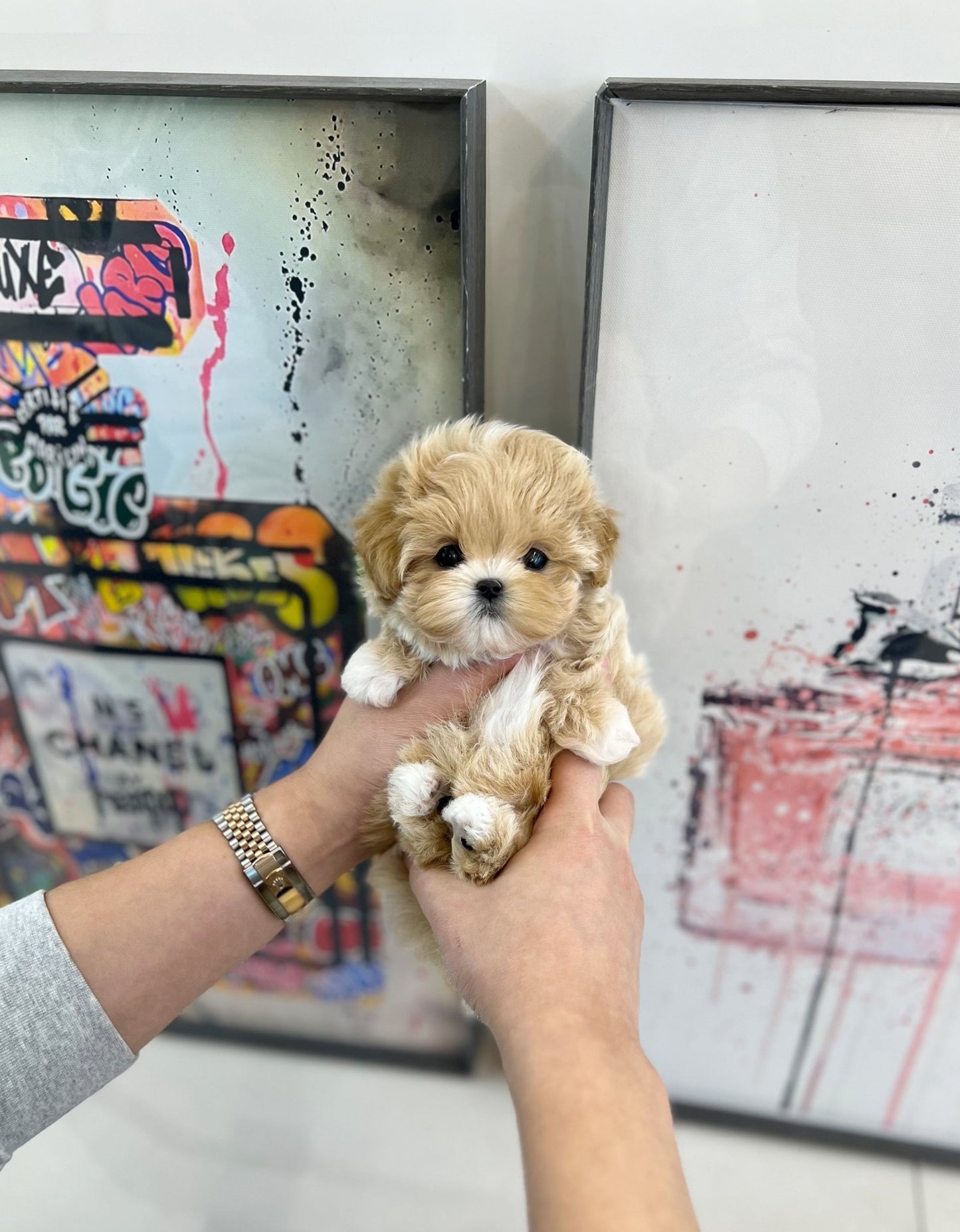 Maltipoo - Malsha(Female) - Beautiful puppy teacup puppy with adorable features available for adoption from Velydog