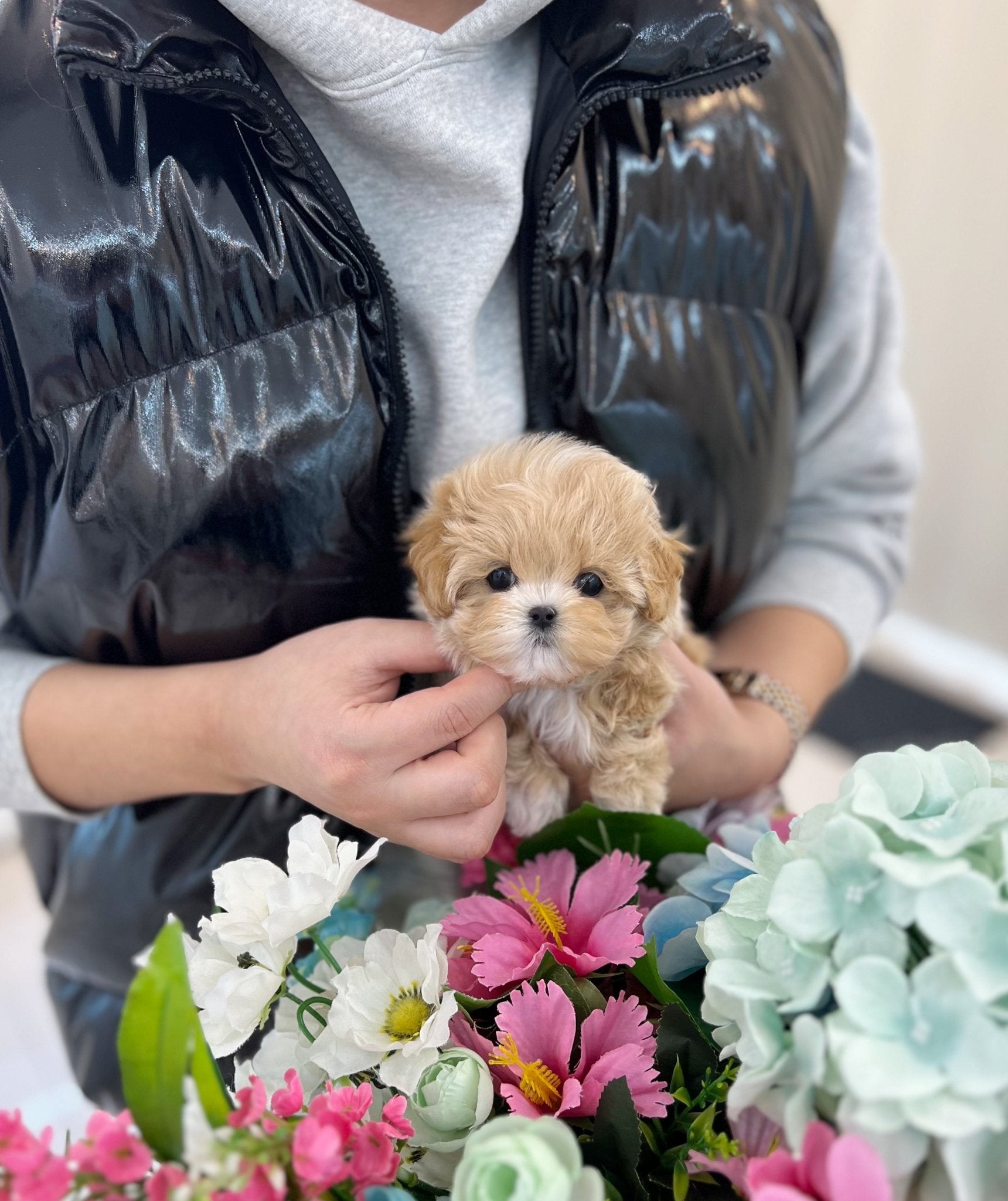 Maltipoo - Malsha(Female) - Beautiful puppy teacup puppy with adorable features available for adoption from Velydog