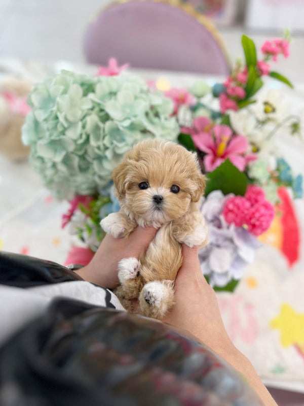 Maltipoo - Malsha(Female) - Beautiful puppy teacup puppy with adorable features available for adoption from Velydog