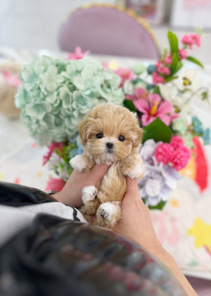 Maltipoo - Malsha(Female) - Beautiful puppy teacup puppy with adorable features available for adoption from Velydog