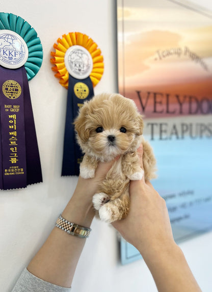 Maltipoo - Malsha(Female) - Beautiful puppy teacup puppy with adorable features available for adoption from Velydog