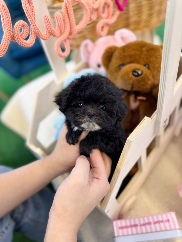 Maltipoo - Mamma(Female) - Beautiful puppy teacup puppy with adorable features available for adoption from Velydog