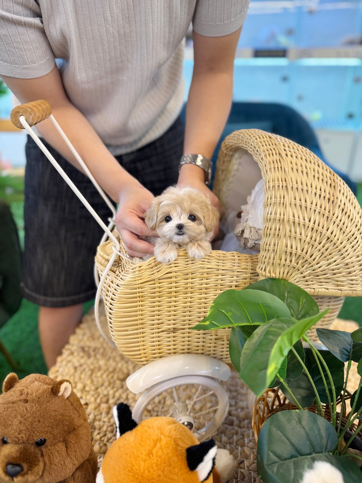 Maltipoo - Mao(Male) - Beautiful puppy teacup puppy with adorable features available for adoption from Velydog