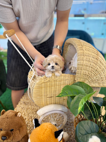 Maltipoo - Mao(Male) - Beautiful puppy teacup puppy with adorable features available for adoption from Velydog