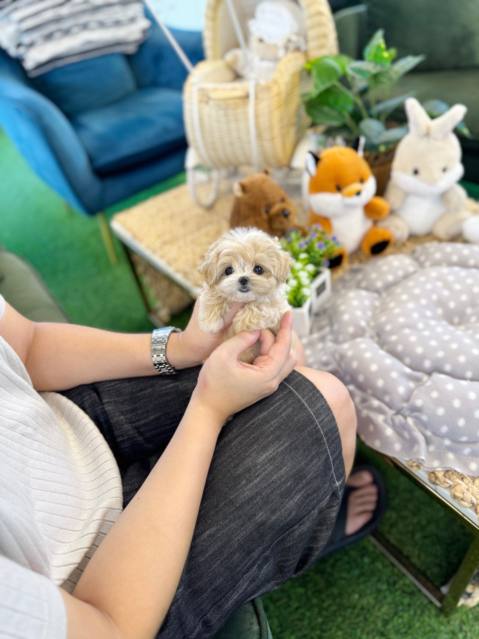 Maltipoo - Mao(Male) - Beautiful puppy teacup puppy with adorable features available for adoption from Velydog