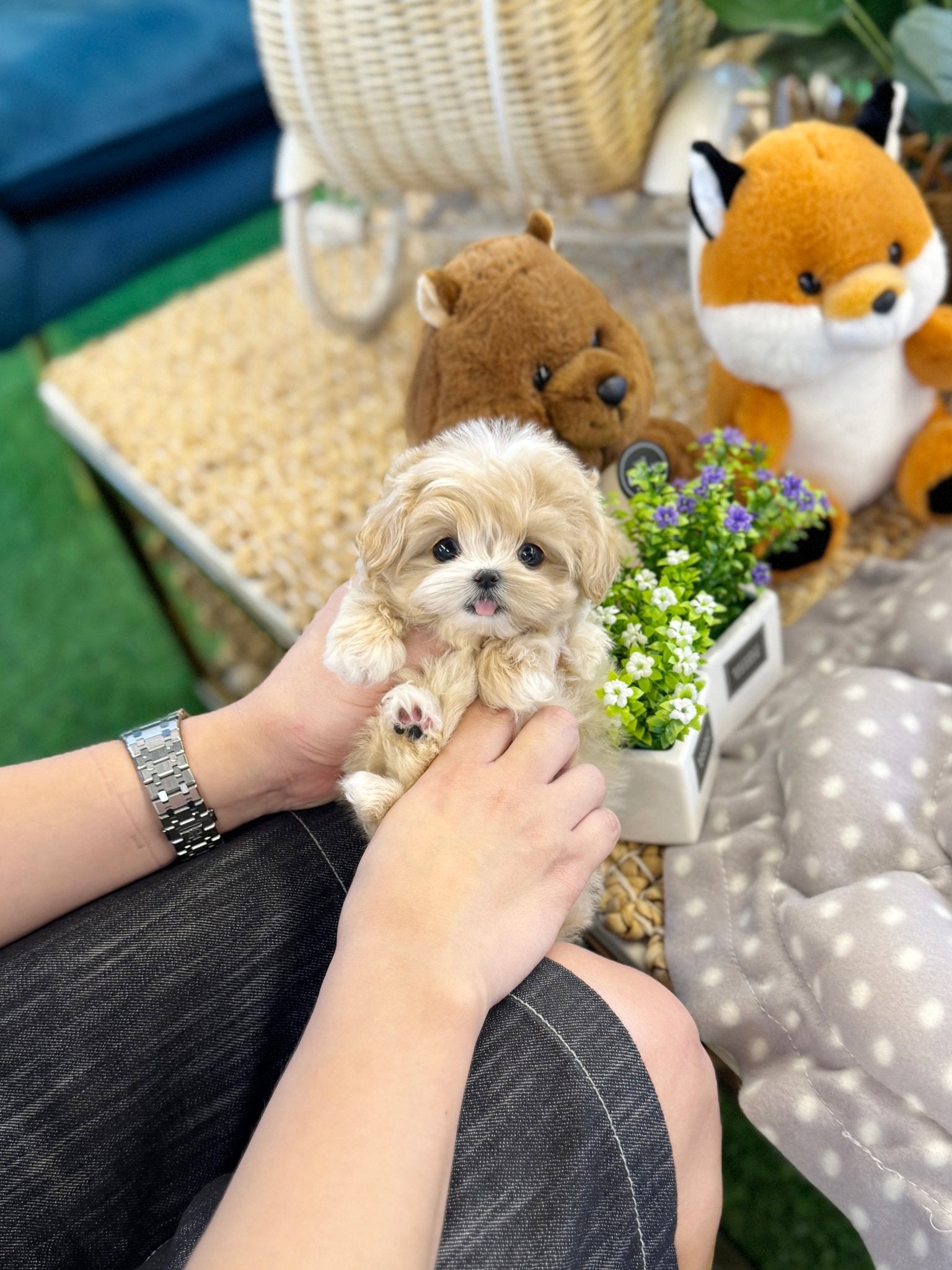 Maltipoo - Mao(Male) - Beautiful puppy teacup puppy with adorable features available for adoption from Velydog