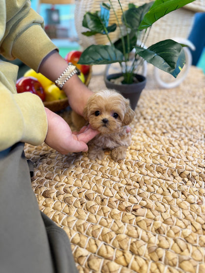 Maltipoo - Maple(Female) - Beautiful puppy teacup puppy with adorable features available for adoption from Velydog