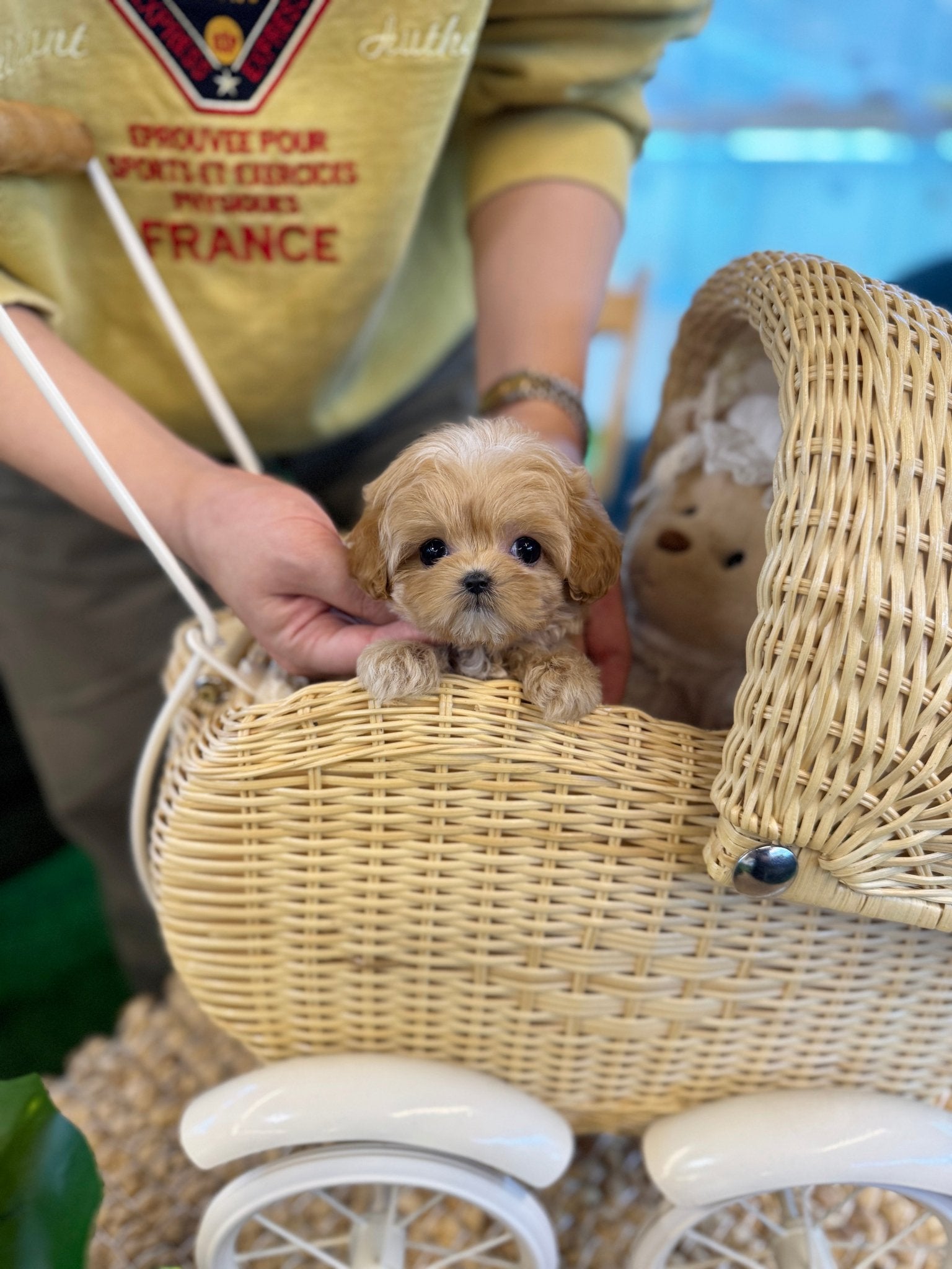 Maltipoo - Maple(Female) - Beautiful puppy teacup puppy with adorable features available for adoption from Velydog