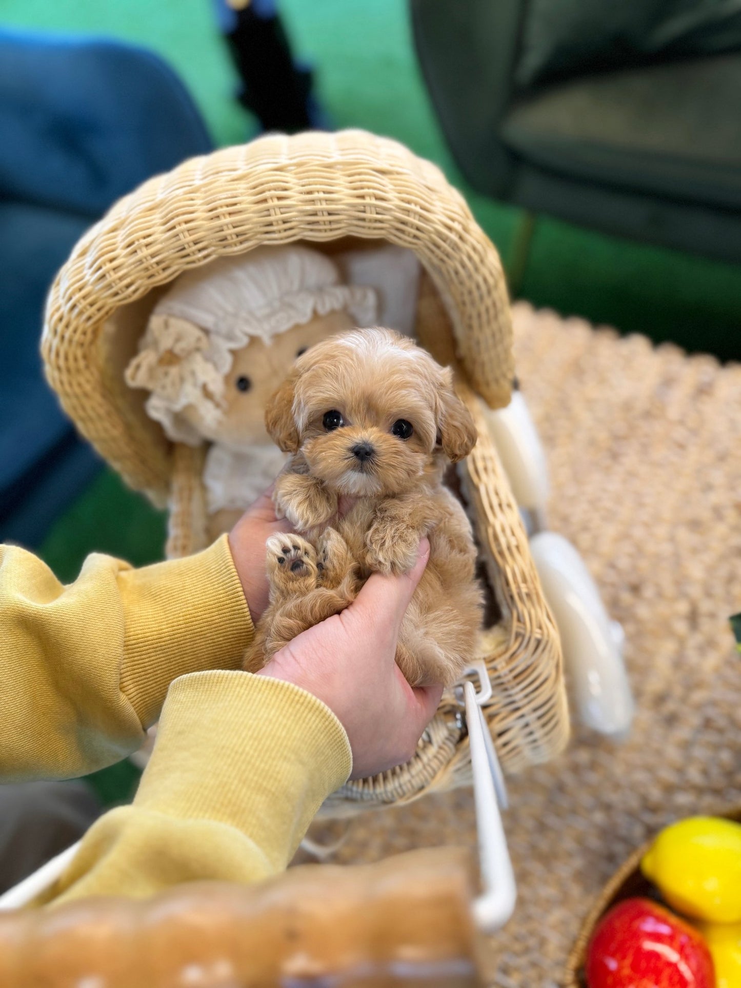 Maltipoo - Maple(Female) - Beautiful puppy teacup puppy with adorable features available for adoption from Velydog