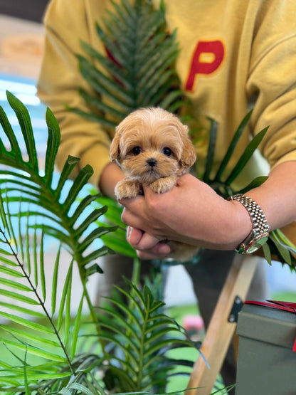 Maltipoo - Maple(Female) - Beautiful puppy teacup puppy with adorable features available for adoption from Velydog