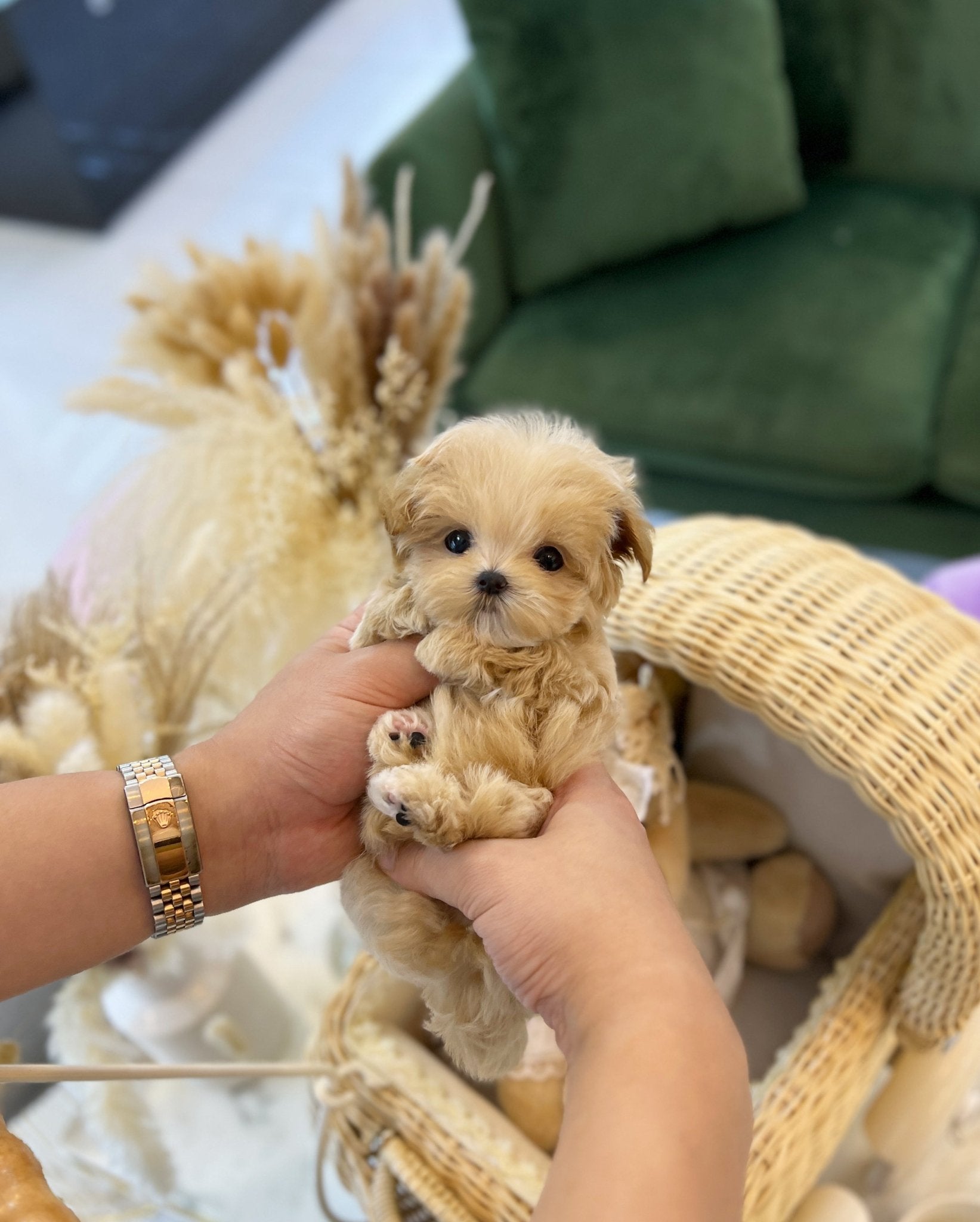 Maltipoo - Maple(Male) - Beautiful puppy teacup puppy with adorable features available for adoption from Velydog