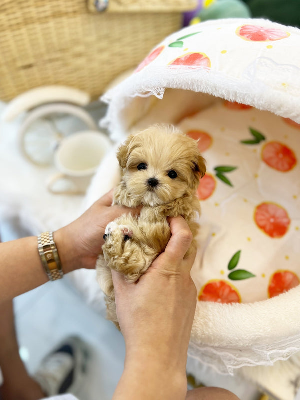 Maltipoo - Maple(Male) - Beautiful puppy teacup puppy with adorable features available for adoption from Velydog