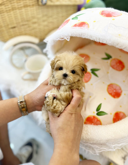 Maltipoo - Maple(Male) - Beautiful puppy teacup puppy with adorable features available for adoption from Velydog