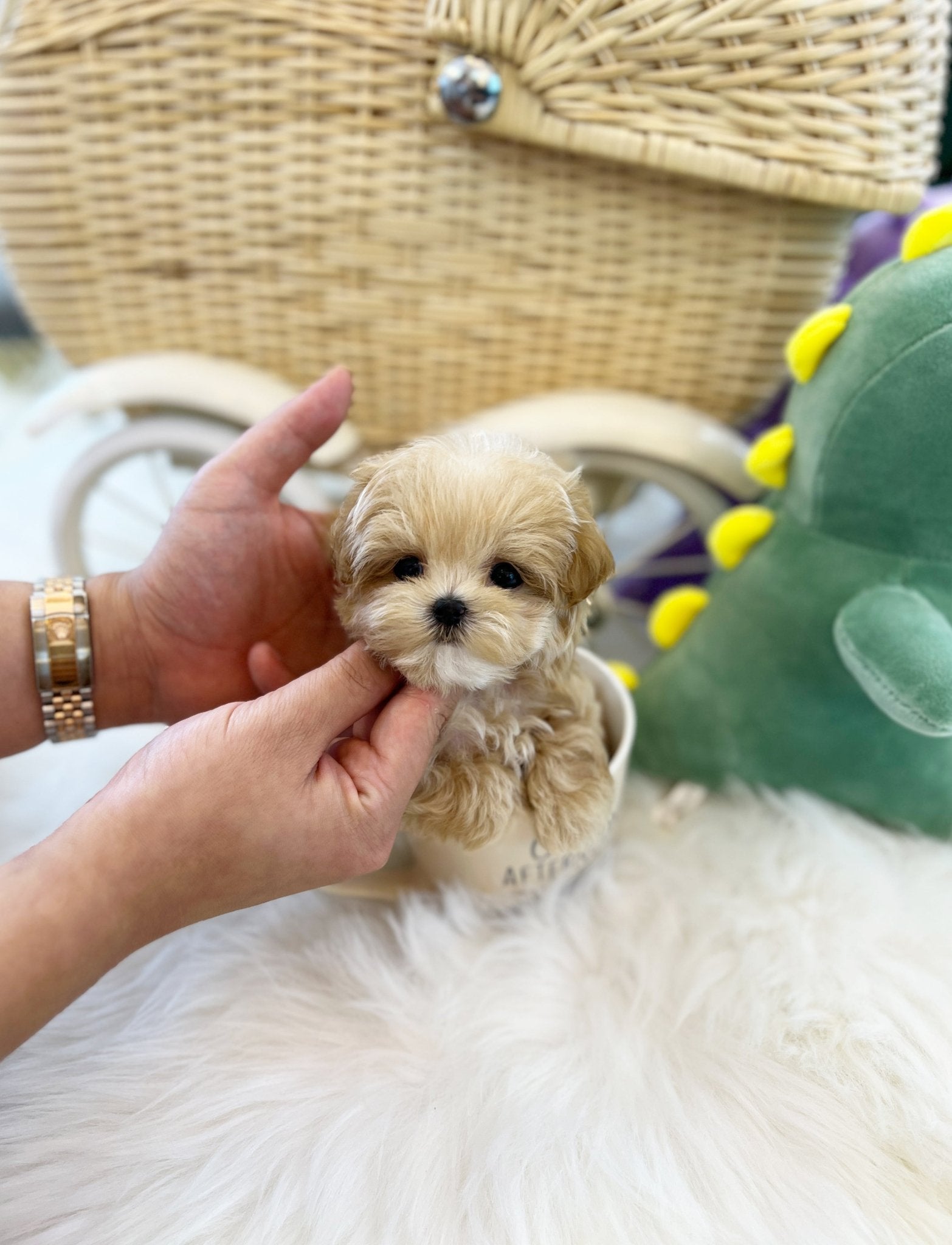 Maltipoo - Maple(Male) - Beautiful puppy teacup puppy with adorable features available for adoption from Velydog