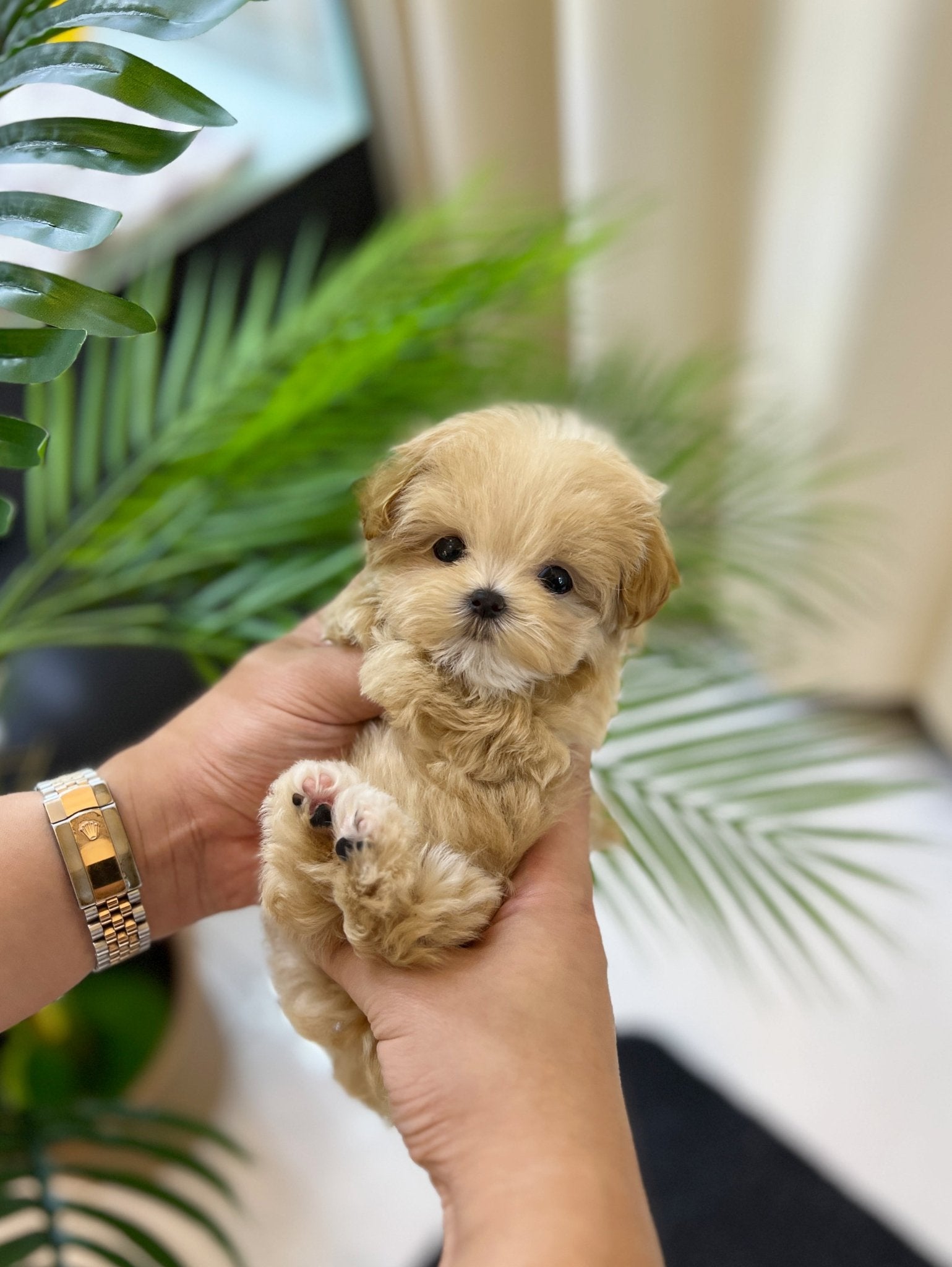 Maltipoo - Maple(Male) - Beautiful puppy teacup puppy with adorable features available for adoption from Velydog