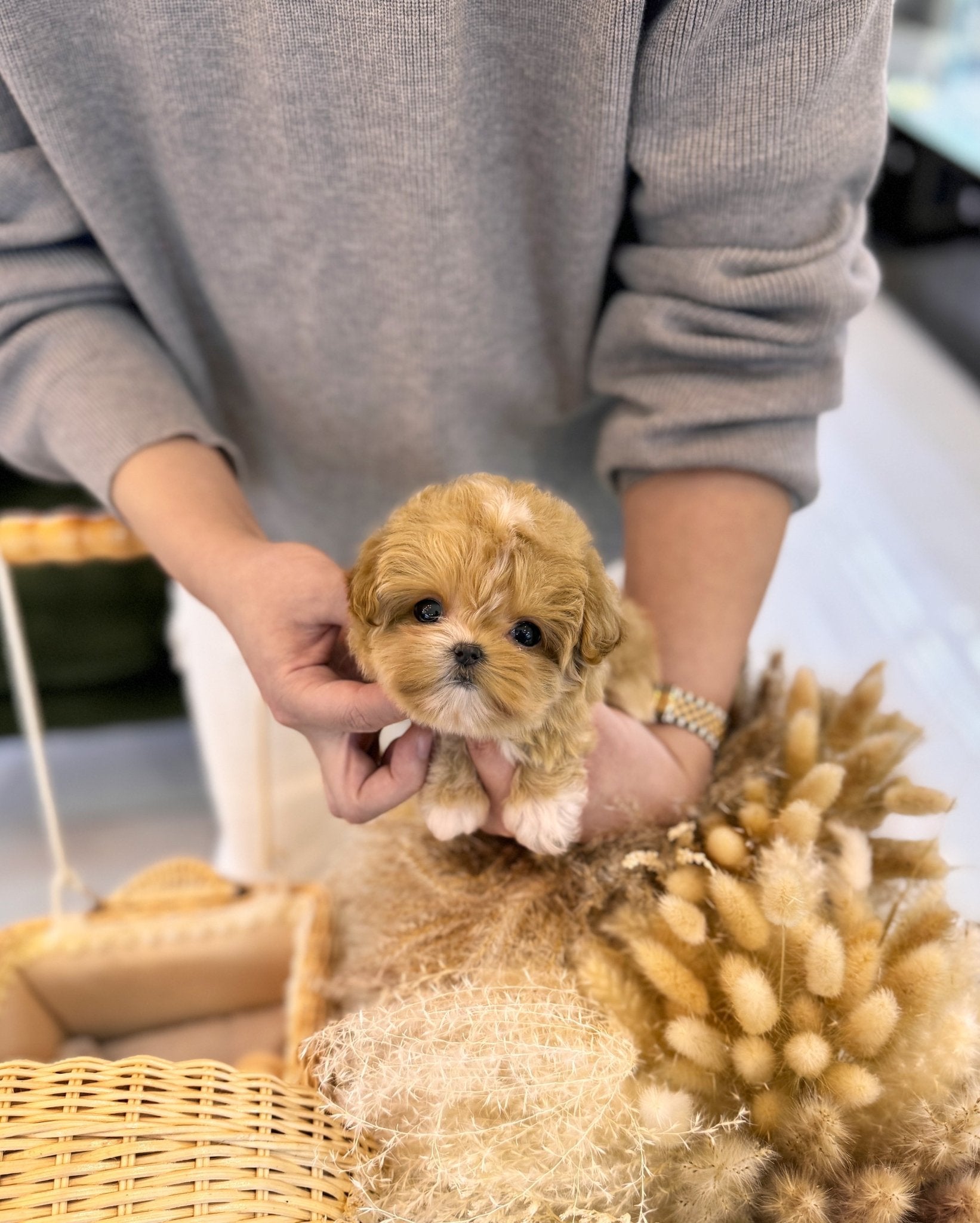 Maltipoo - Margaret(Female) - Beautiful puppy teacup puppy with adorable features available for adoption from Velydog