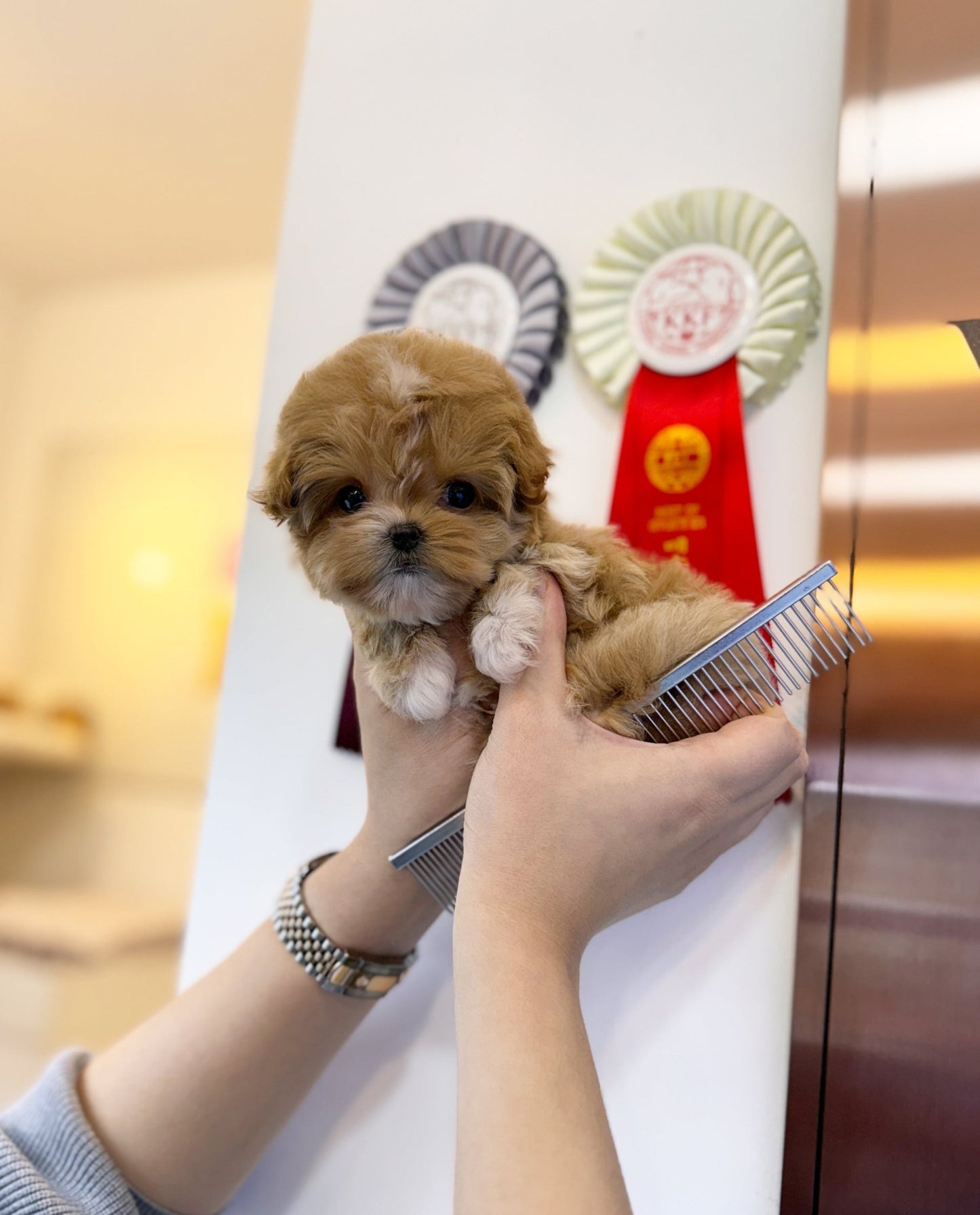 Maltipoo - Margaret(Female) - Beautiful puppy teacup puppy with adorable features available for adoption from Velydog