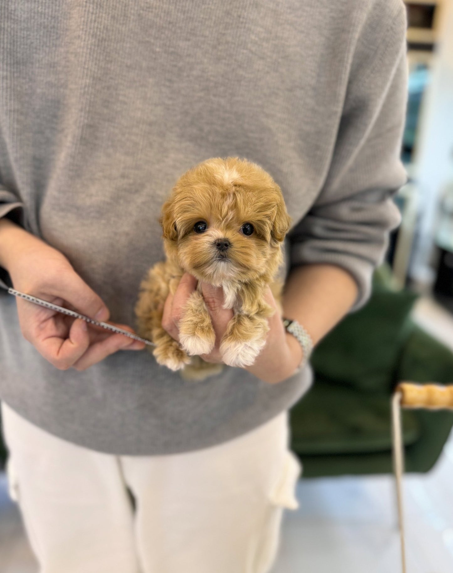 Maltipoo - Margaret(Female) - Beautiful puppy teacup puppy with adorable features available for adoption from Velydog