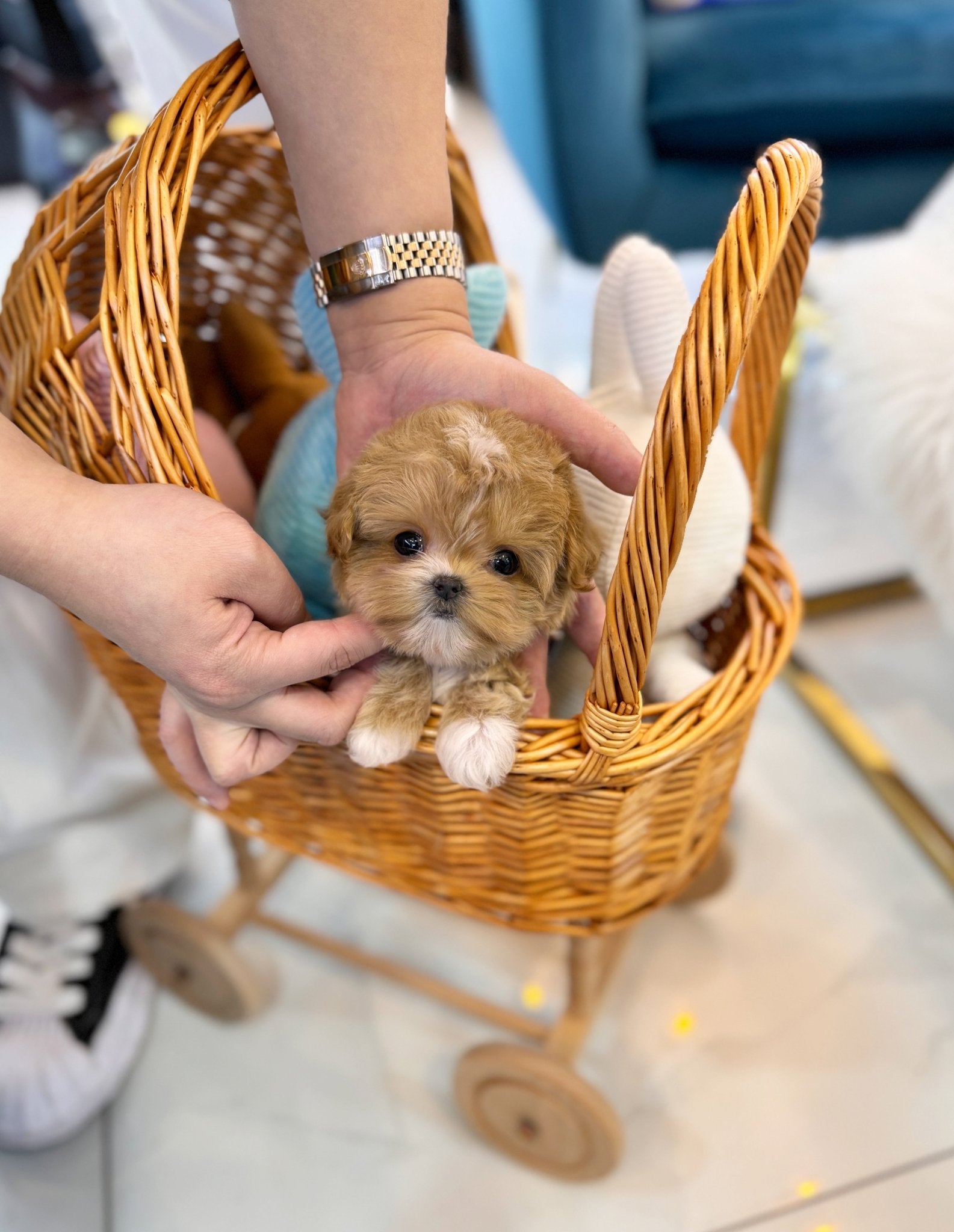 Maltipoo - Margaret(Female) - Beautiful puppy teacup puppy with adorable features available for adoption from Velydog