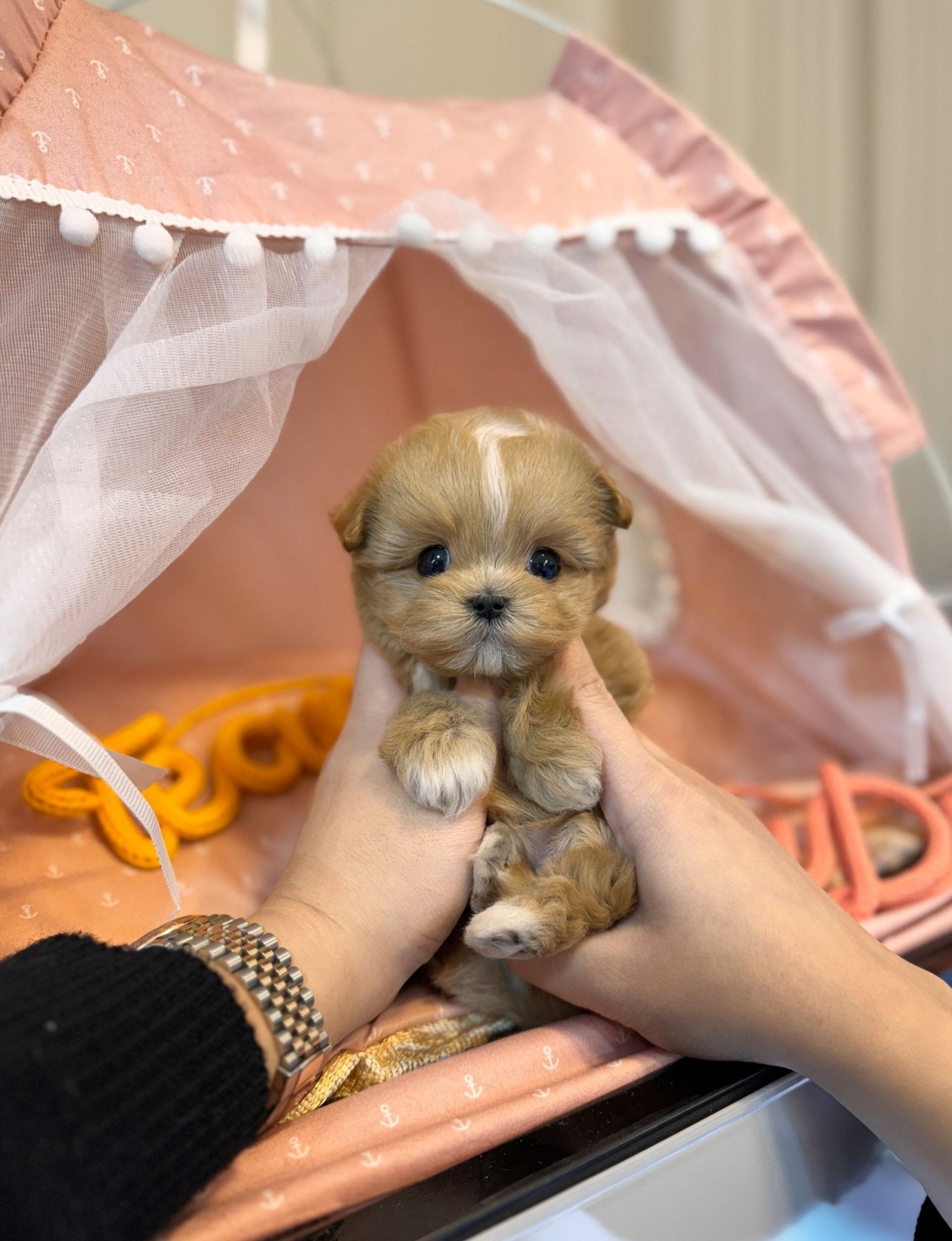 Maltipoo - Maria(Female) - Beautiful puppy teacup puppy with adorable features available for adoption from Velydog