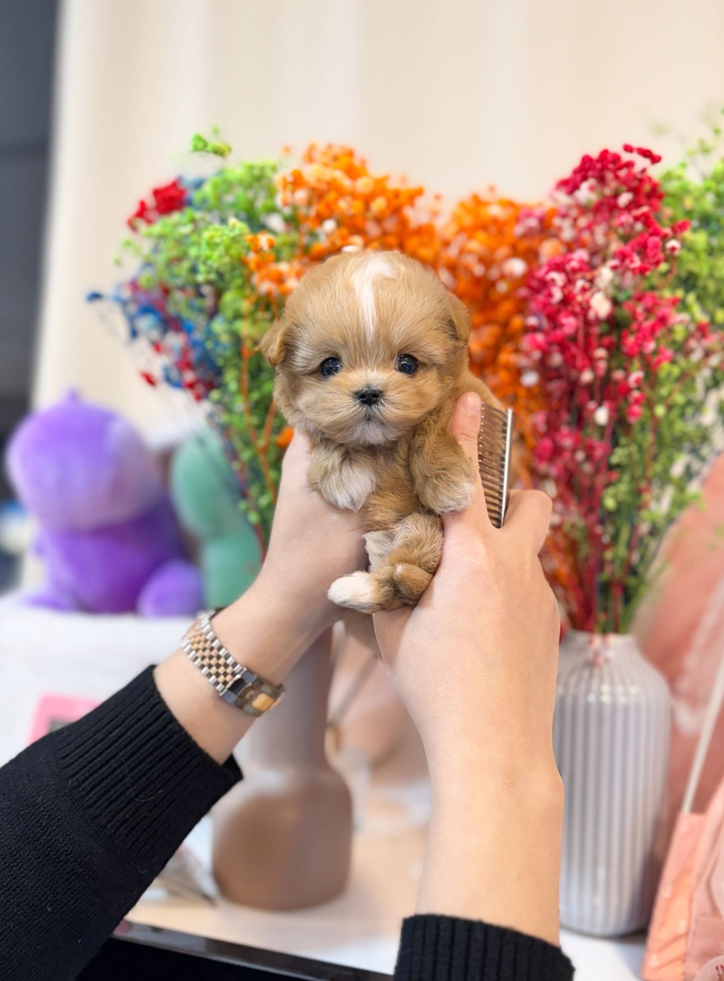 Maltipoo - Maria(Female) - Beautiful puppy teacup puppy with adorable features available for adoption from Velydog