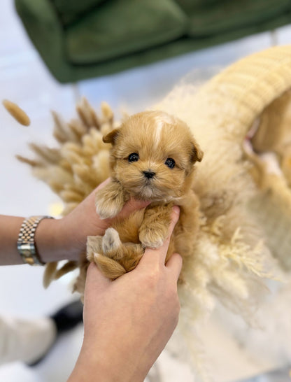 Maltipoo - Maria(Female) - Beautiful puppy teacup puppy with adorable features available for adoption from Velydog